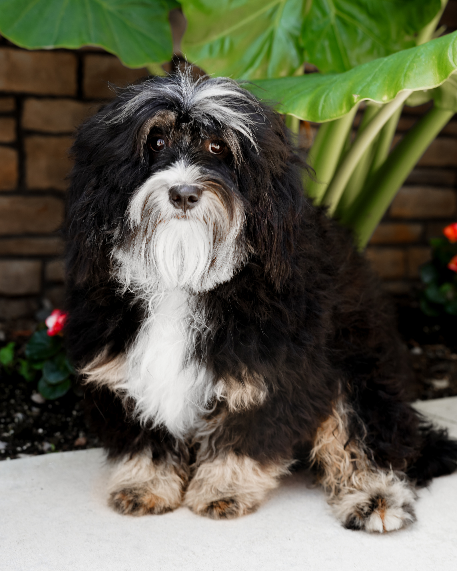Nash, Classic Tri Micro Bernedoodle dad at Down Home Doodle
