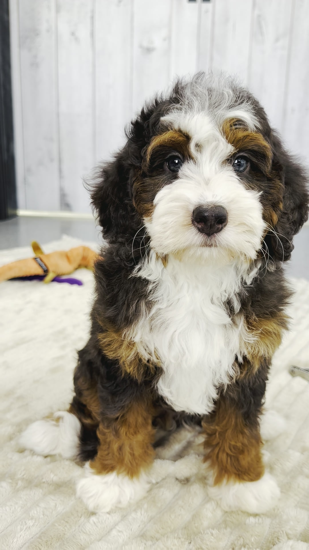 Tater, Tri Colored Black Dilute Mini Bernedoodle puppy