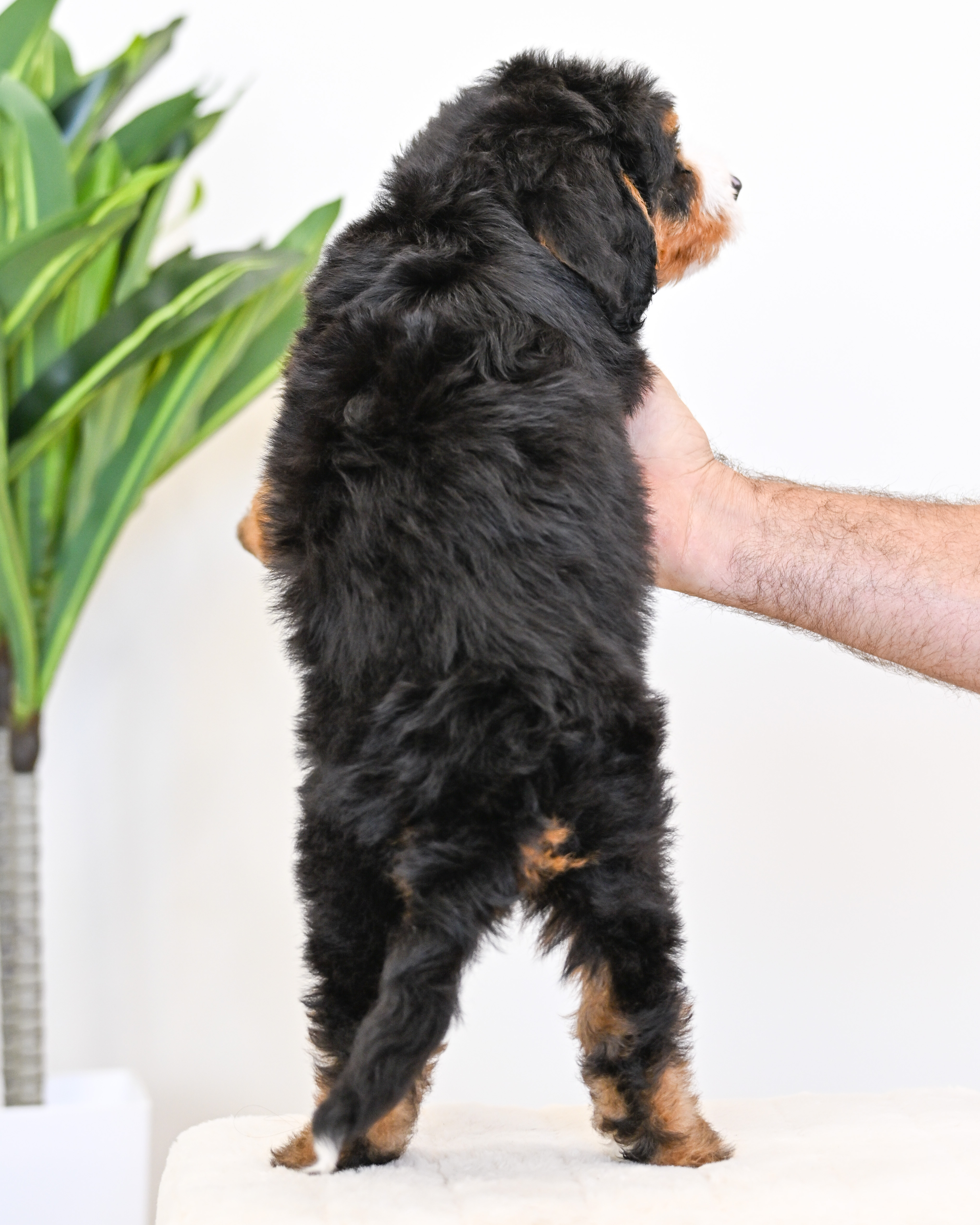 Cheeto, Tri Colored, boy, Mini Bernedoodle, puppy at Down Home Doodle