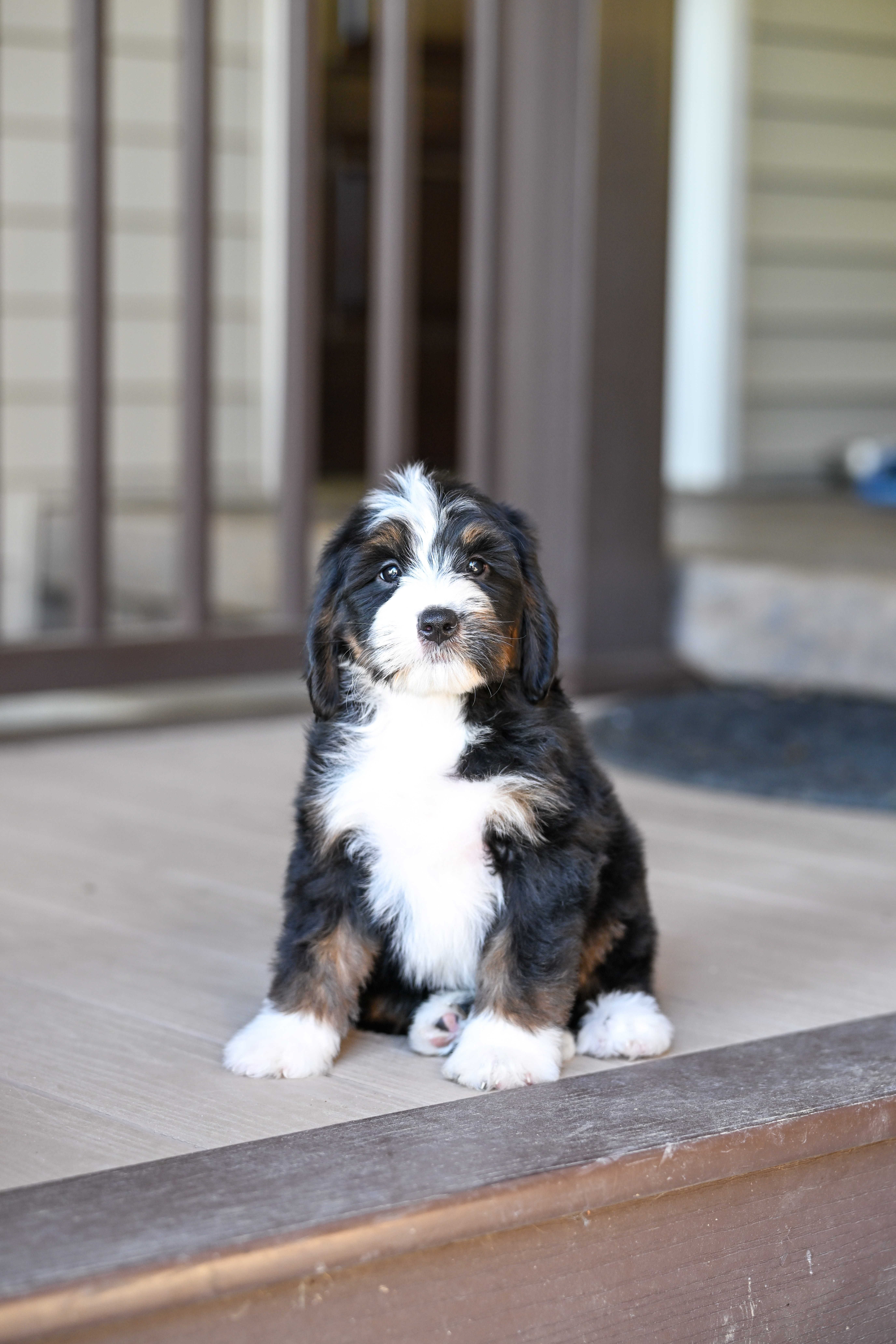 Laura, Tri Colored, girl, Mini Bernedoodle, puppy at Down Home Doodle