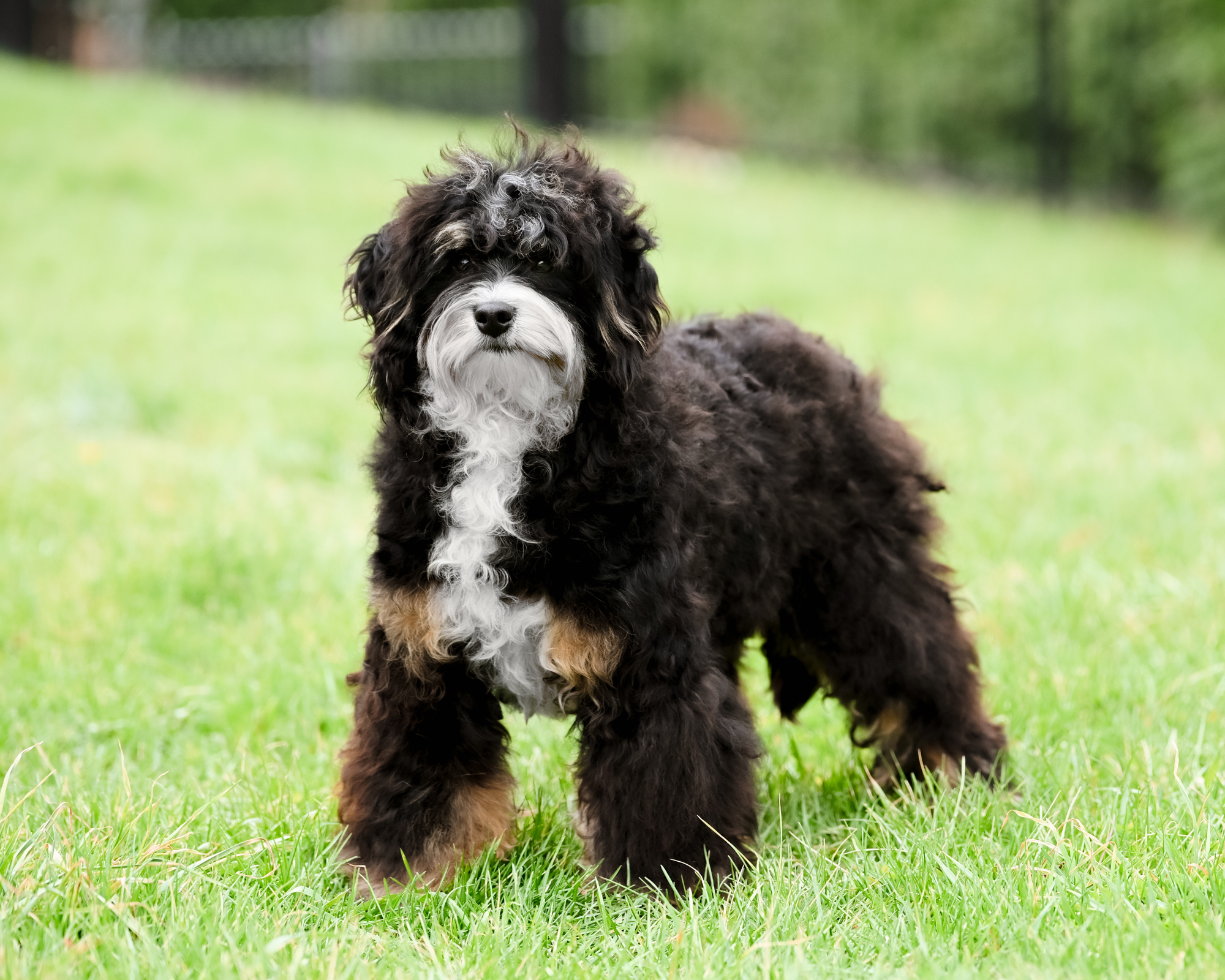 Winston, photo 2