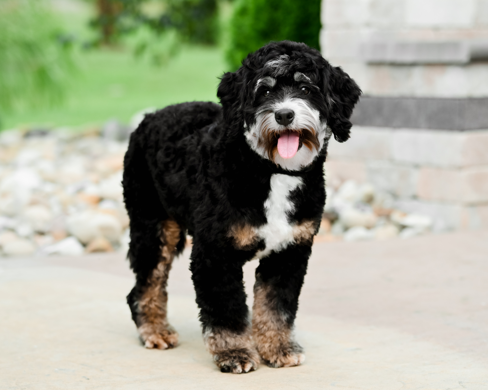Winston, photo 6