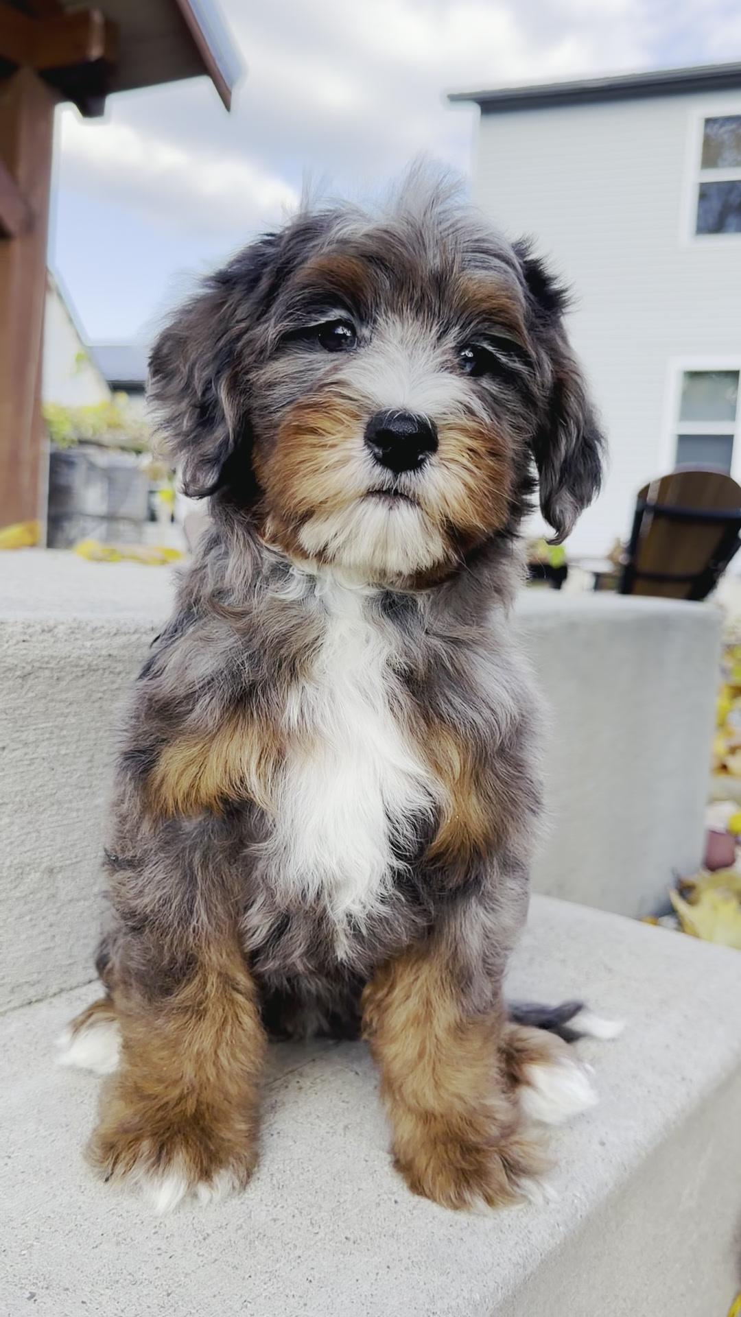 Dallas, Merle Tri Colored Mini Bernedoodle puppy