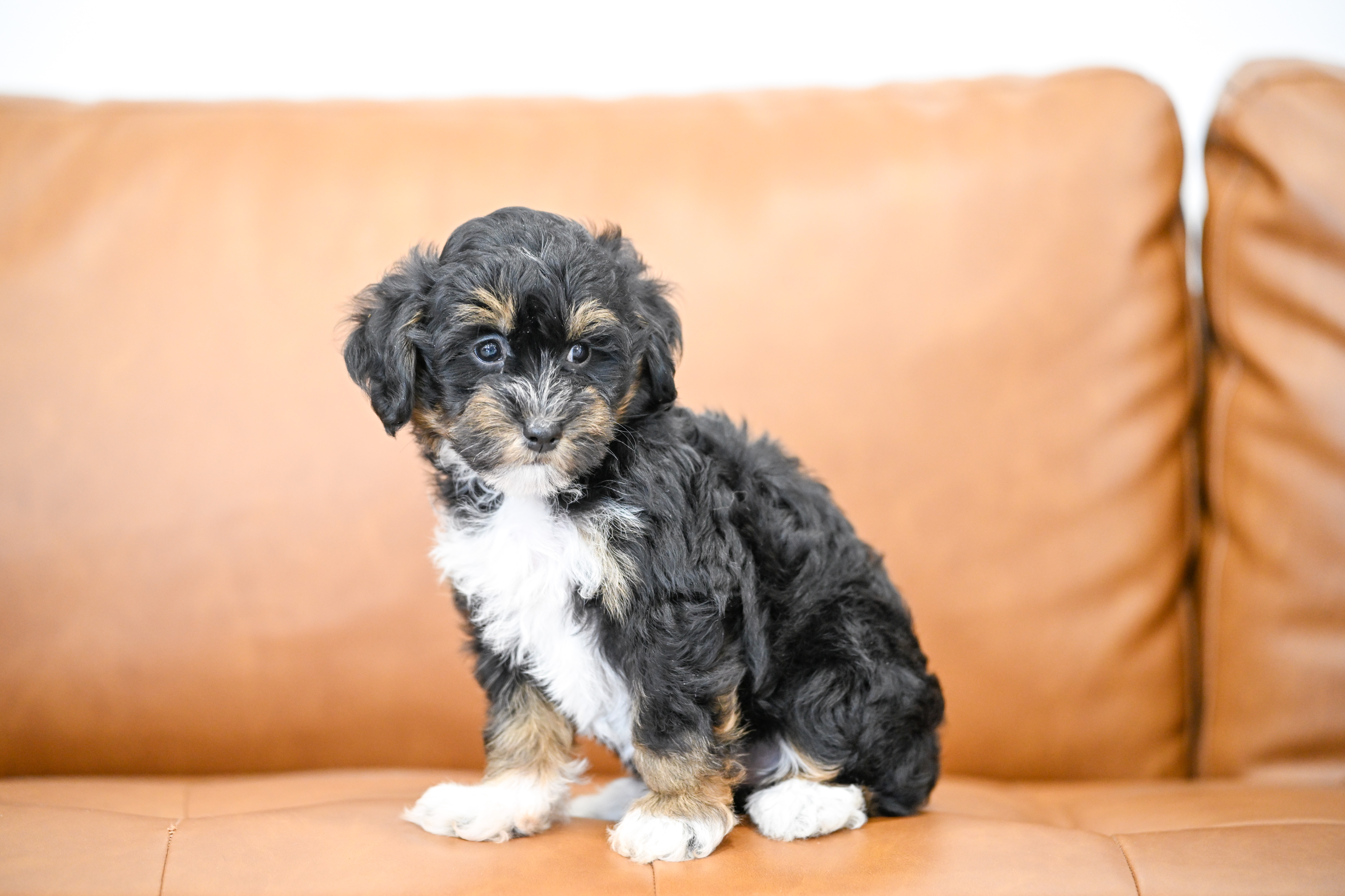 Odette, Tri Colored, girl, Micro Bernedoodle, puppy at Down Home Doodle