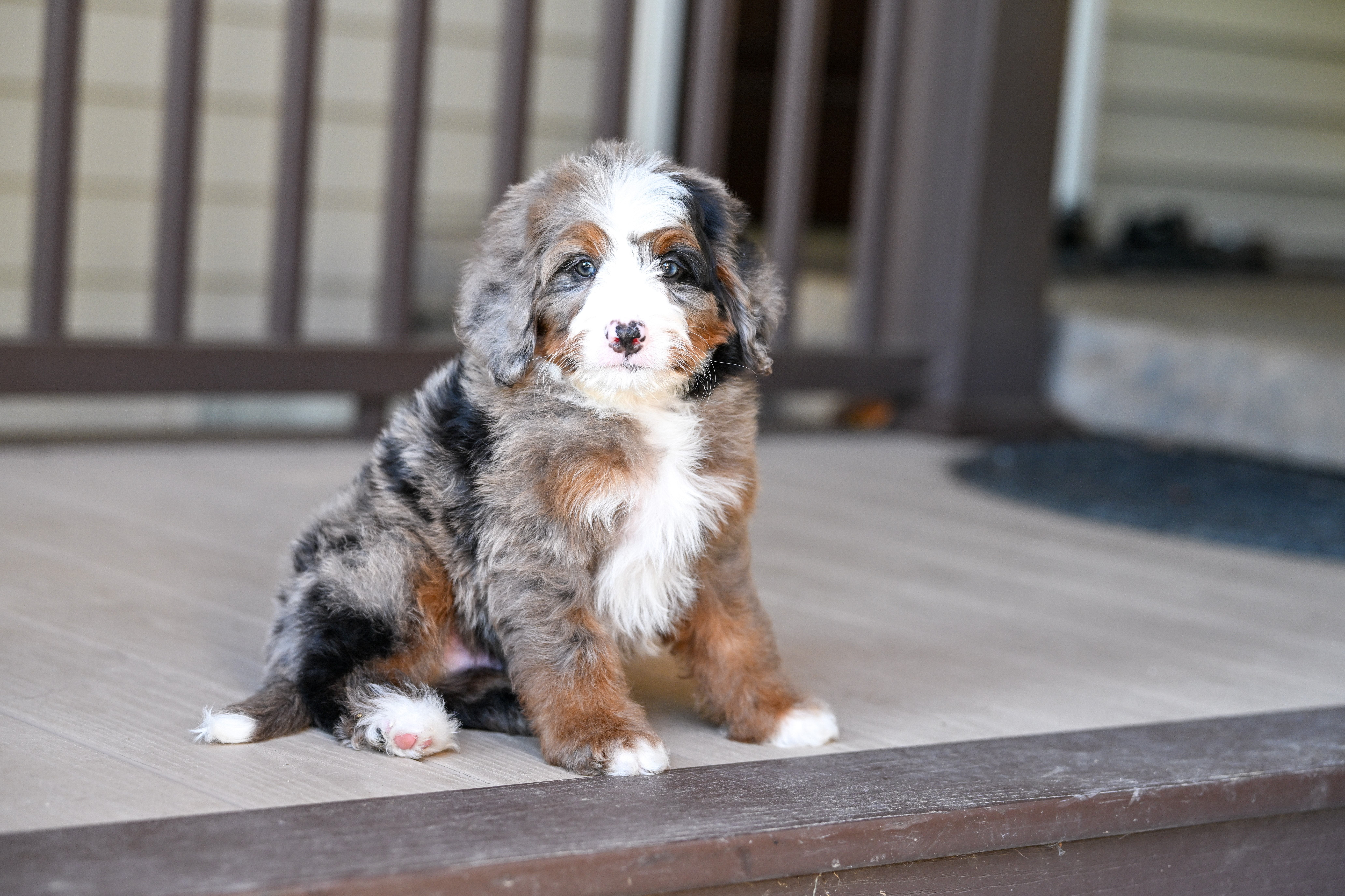 Vance, Merle Tri Colored, boy, Mini Bernedoodle, puppy at Down Home Doodle