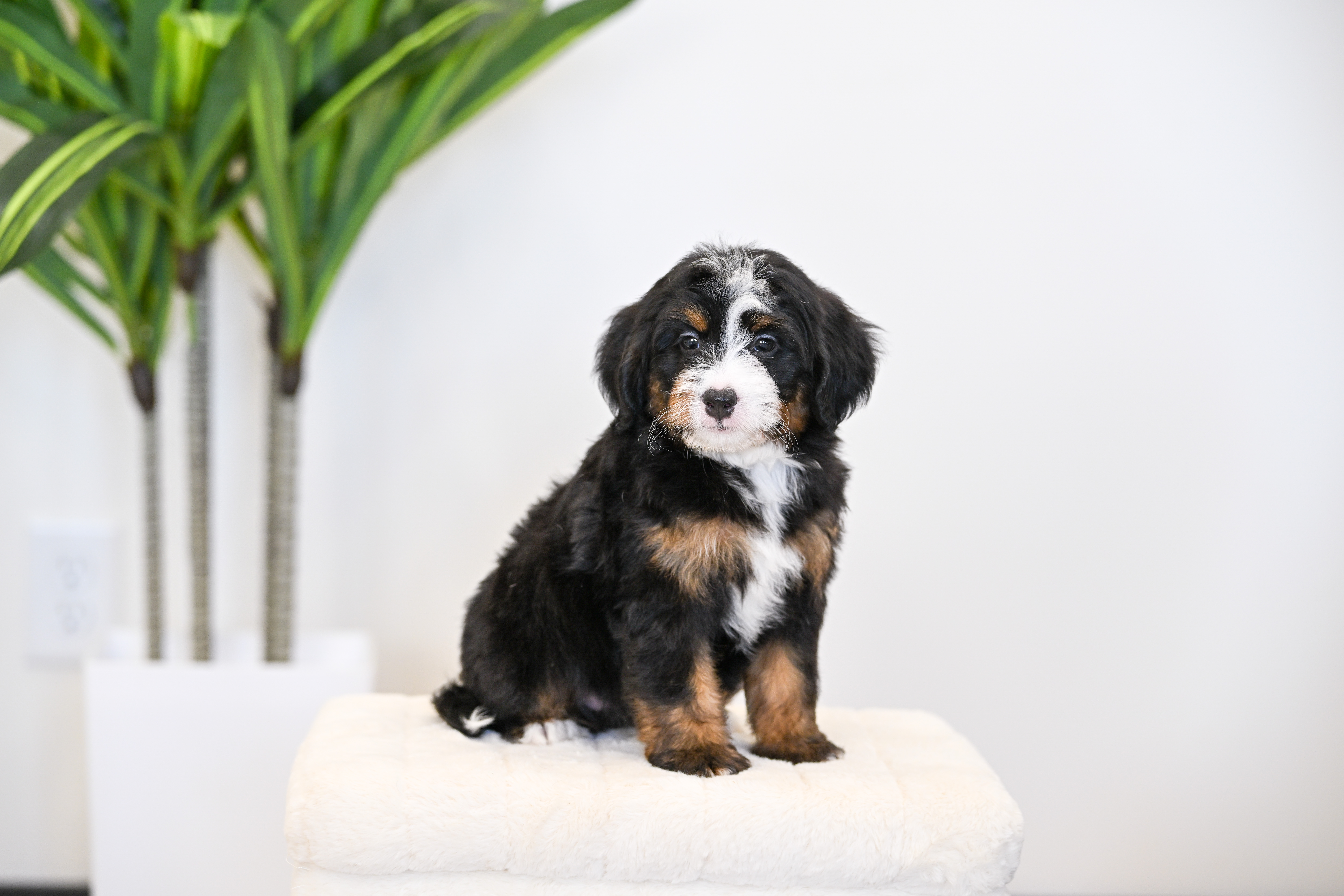 Goldie, Tri Colored, girl, Mini Bernedoodle, puppy at Down Home Doodle