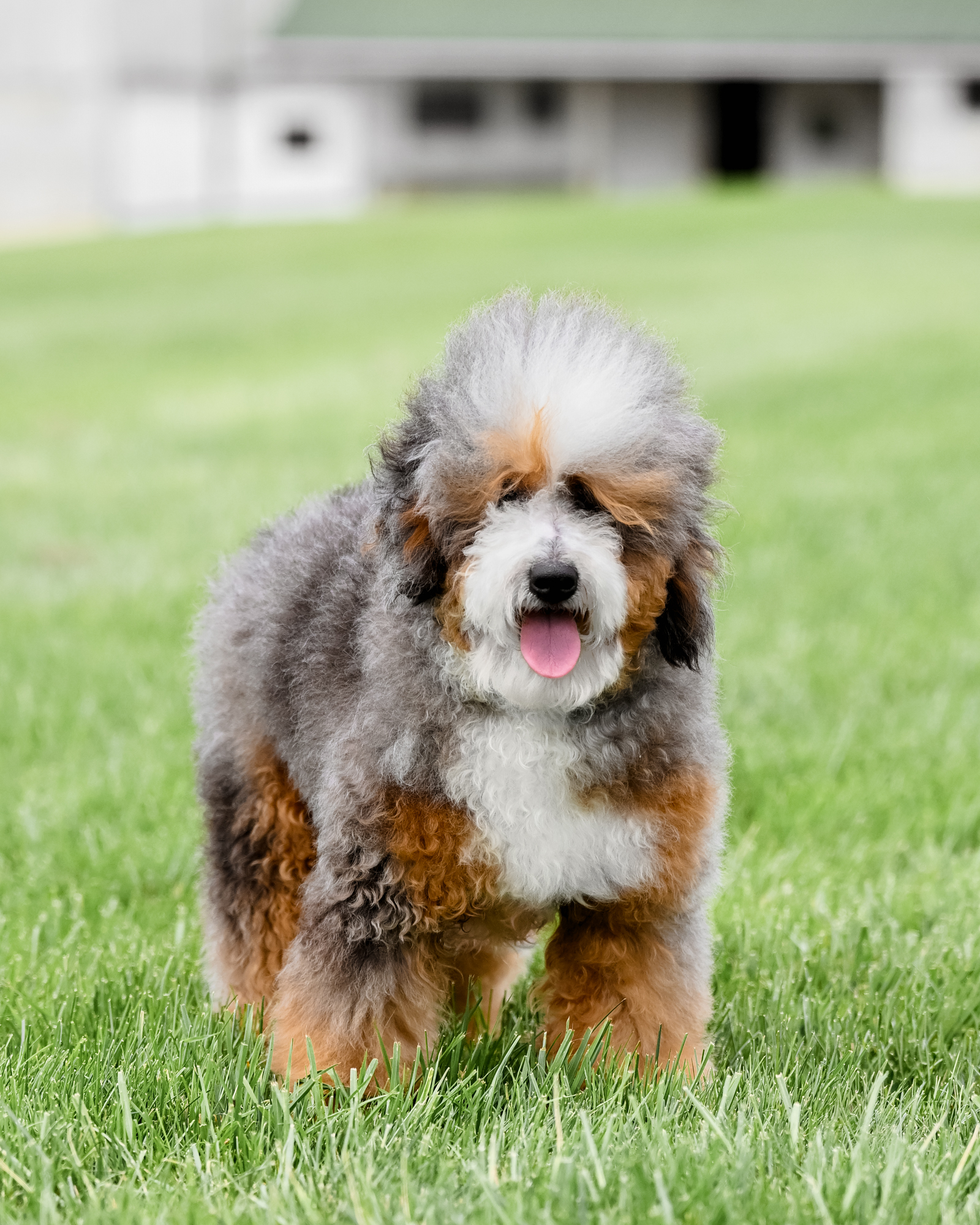 Our darling 22-pound Micro Bernedoodle mom with a compact build, a luxurious curly coat, and a playful, slightly sassy personality.