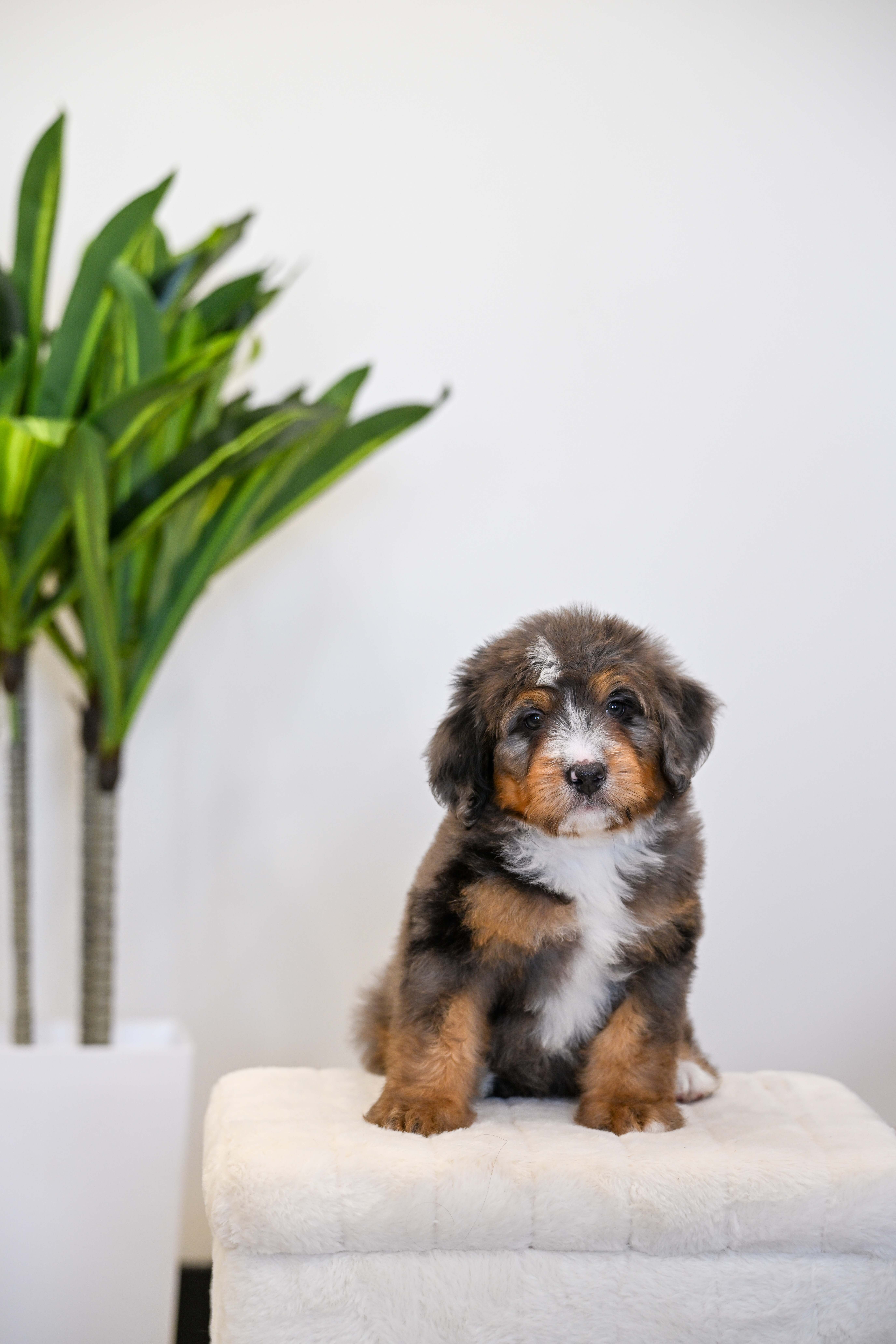 Frito, Merle Tri Colored, boy, Mini Bernedoodle, puppy at Down Home Doodle