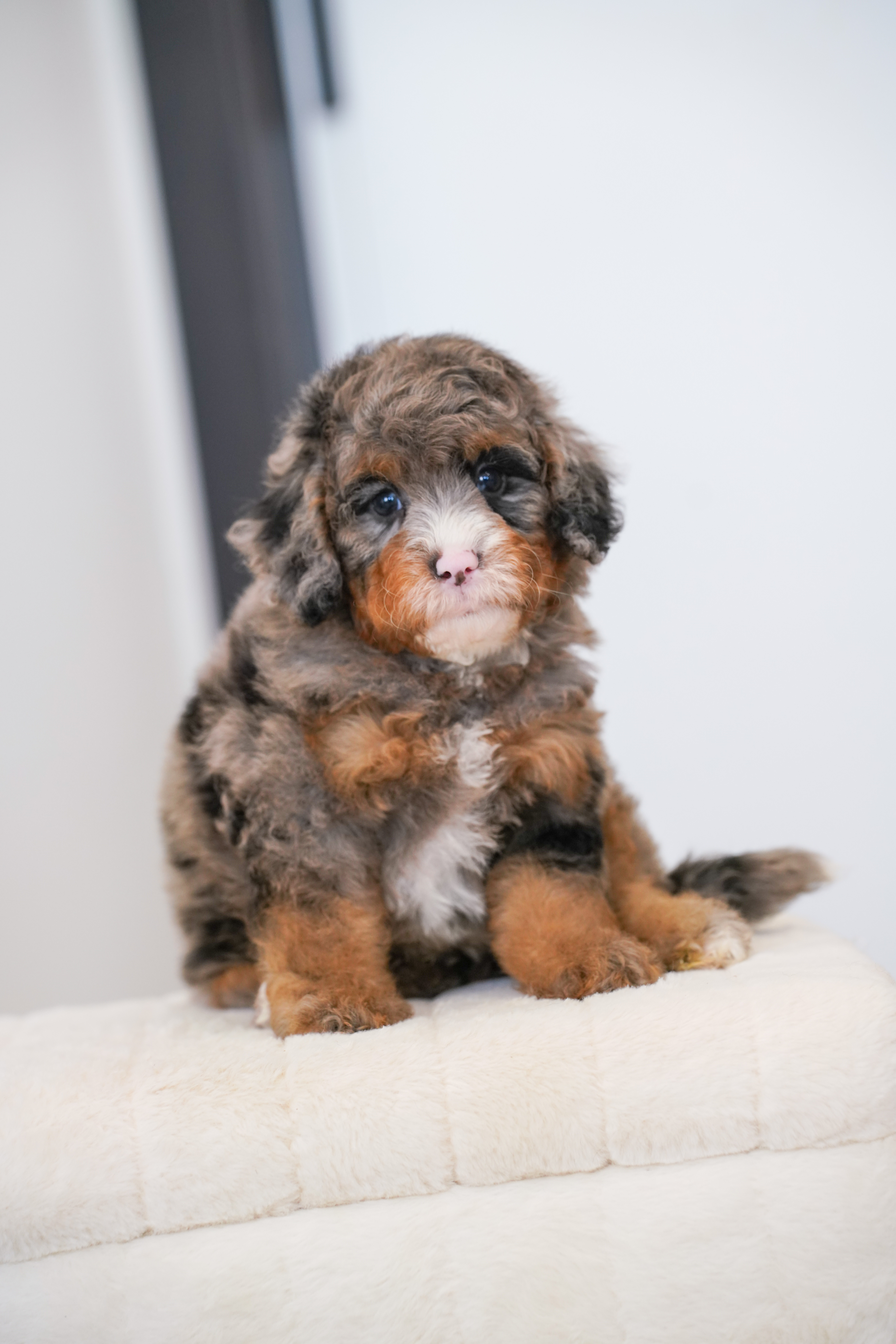 Owl, Merle Tri Colored, boy, Mini Bernedoodle, puppy at Down Home Doodle