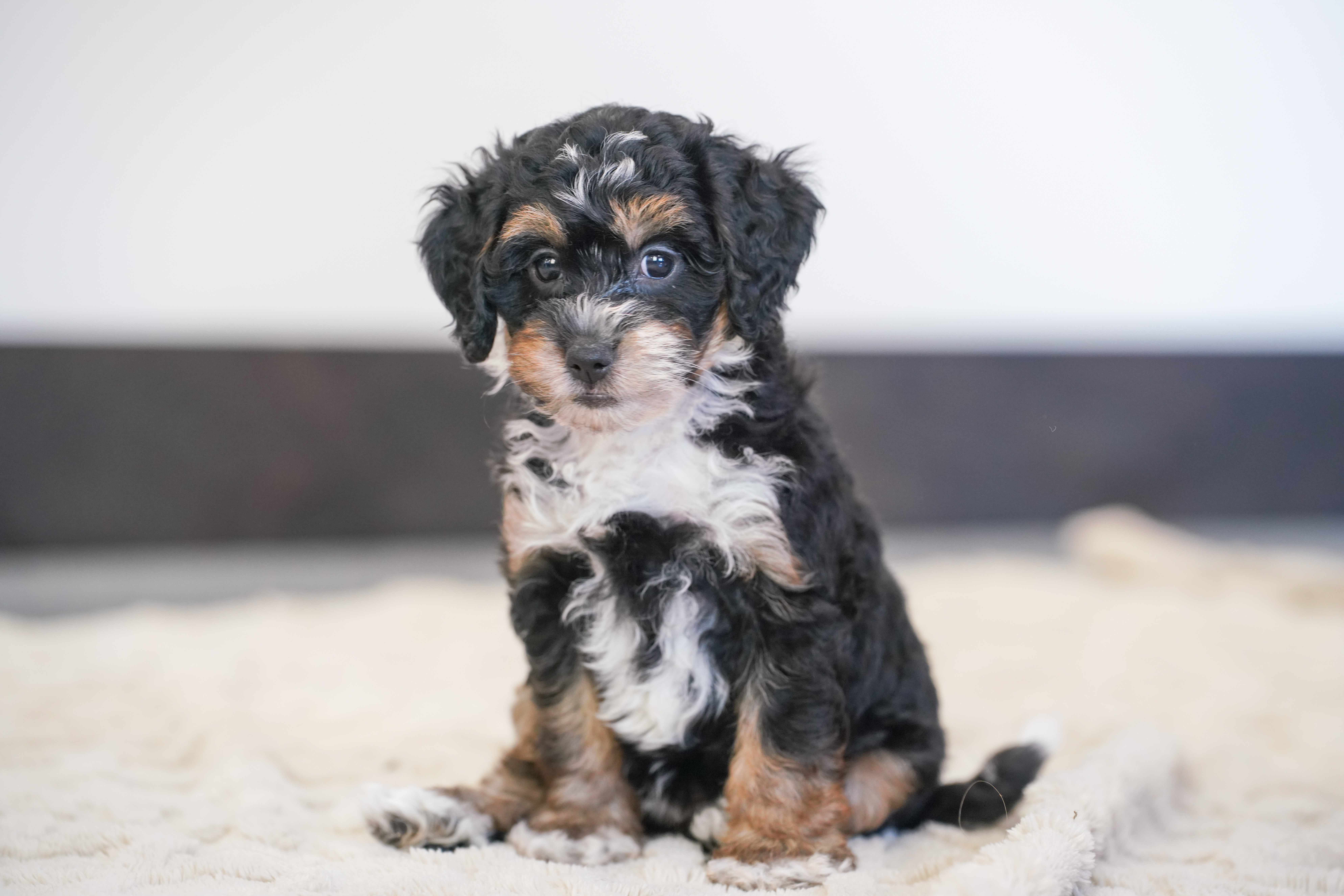 Peony, Tri Colored, girl, Micro Bernedoodle, puppy at Down Home Doodle