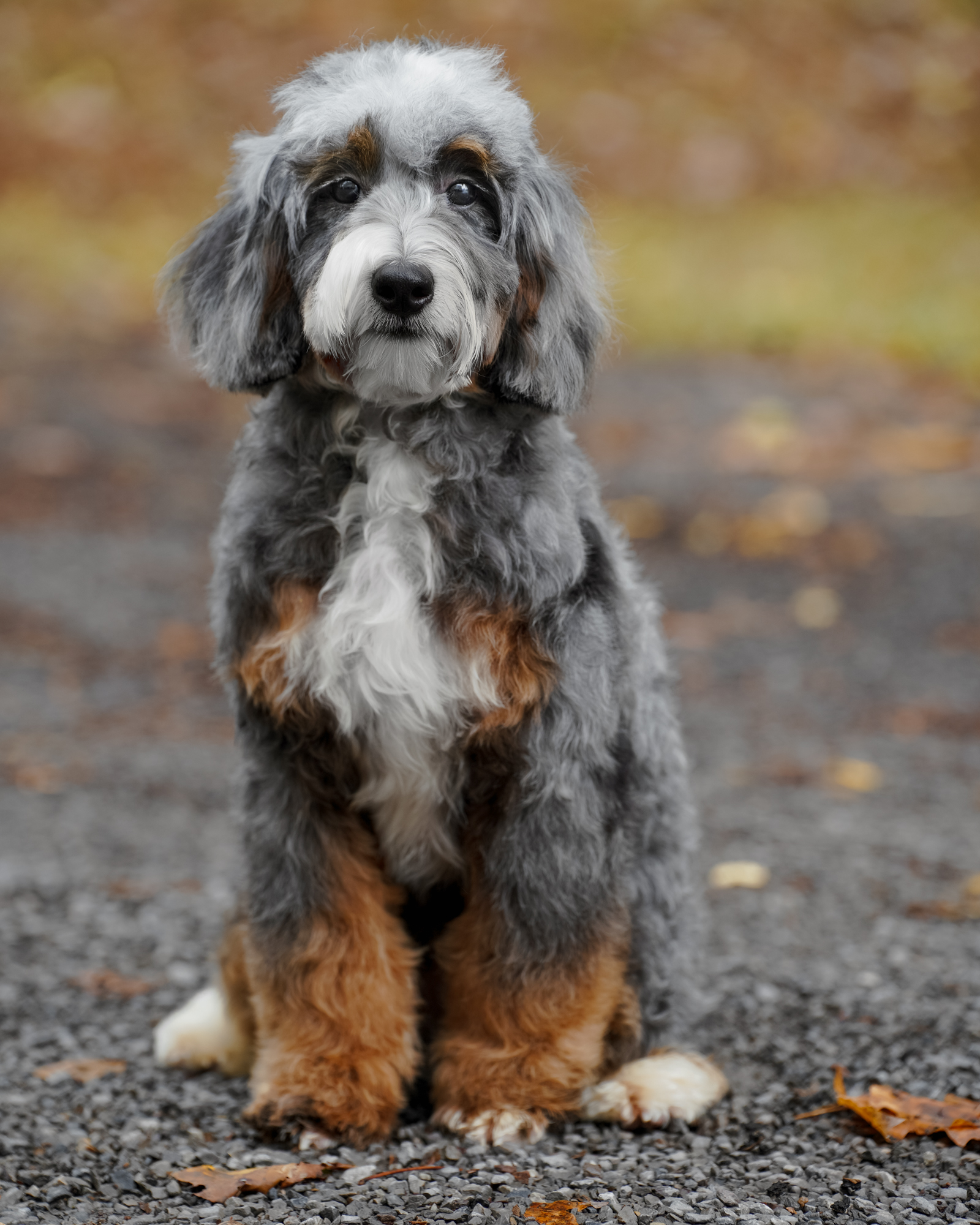 Our adorable 18-pound Blue Merle Micro Bernedoodle mom with a petite frame, a wavy coat, and a sweet, deeply affectionate nature.