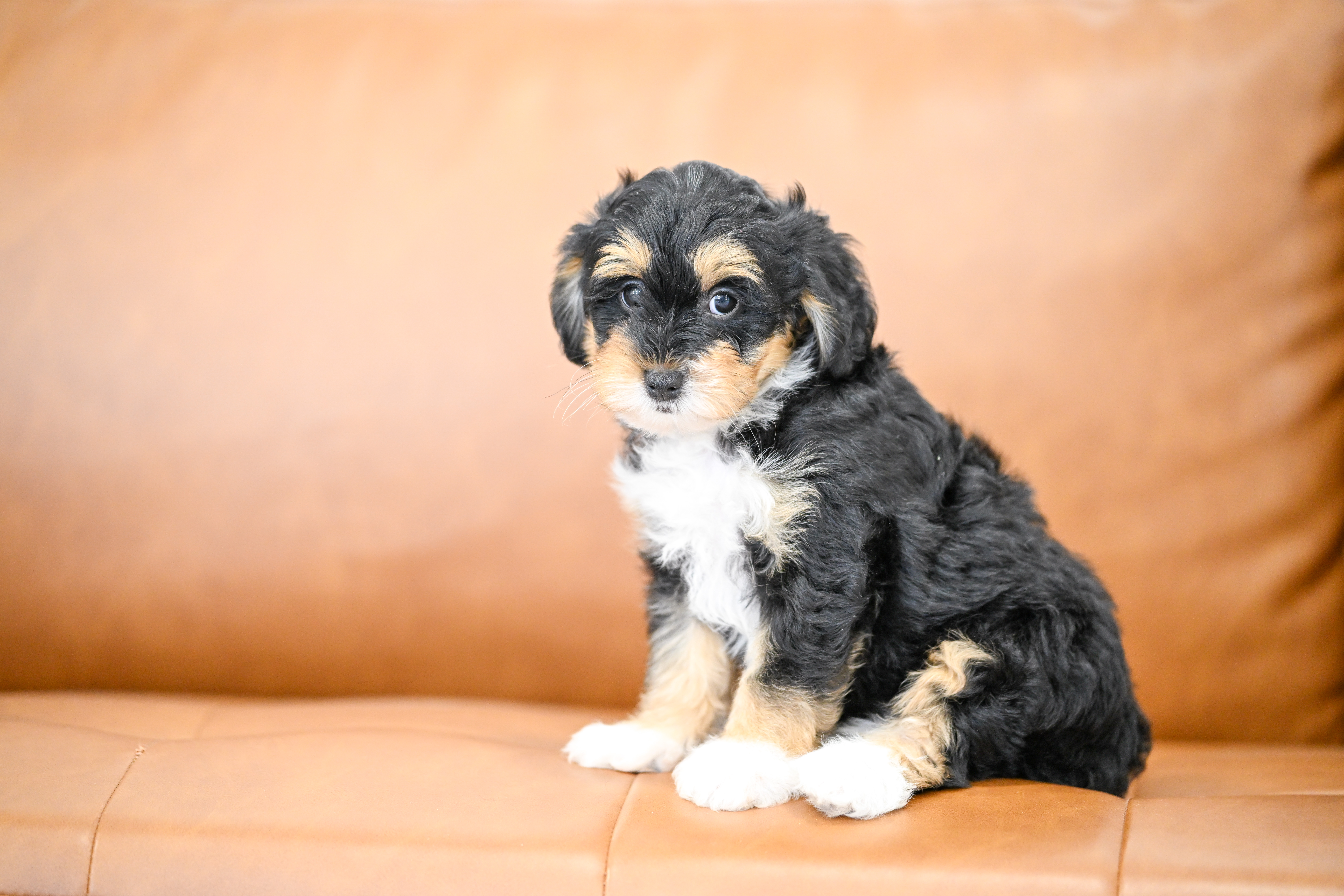 Delphine, Tri Colored, girl, Micro Bernedoodle, puppy at Down Home Doodle