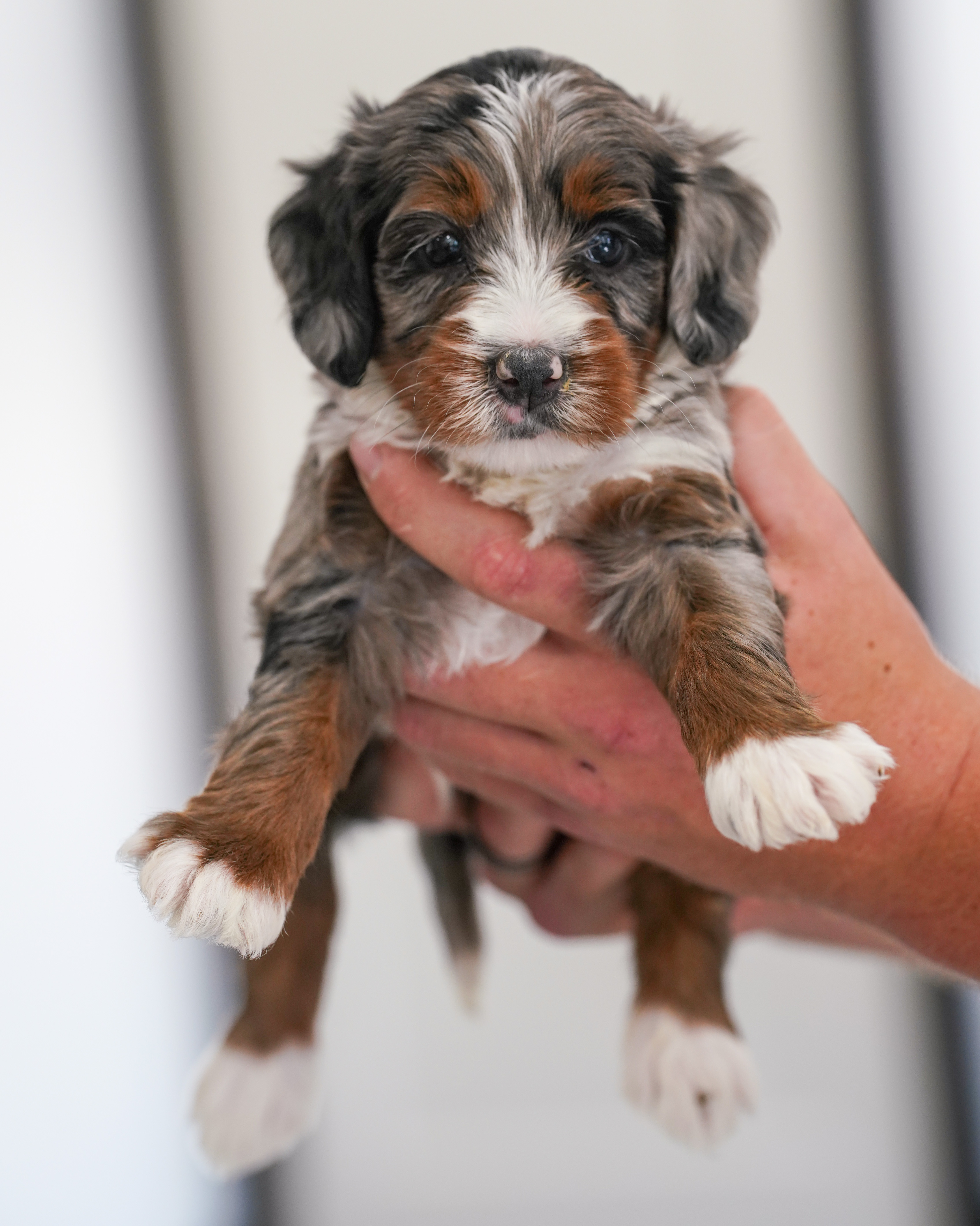 Huckleberry, Merle Tri Colored, boy, Mini Bernedoodle, puppy at Down Home Doodle
