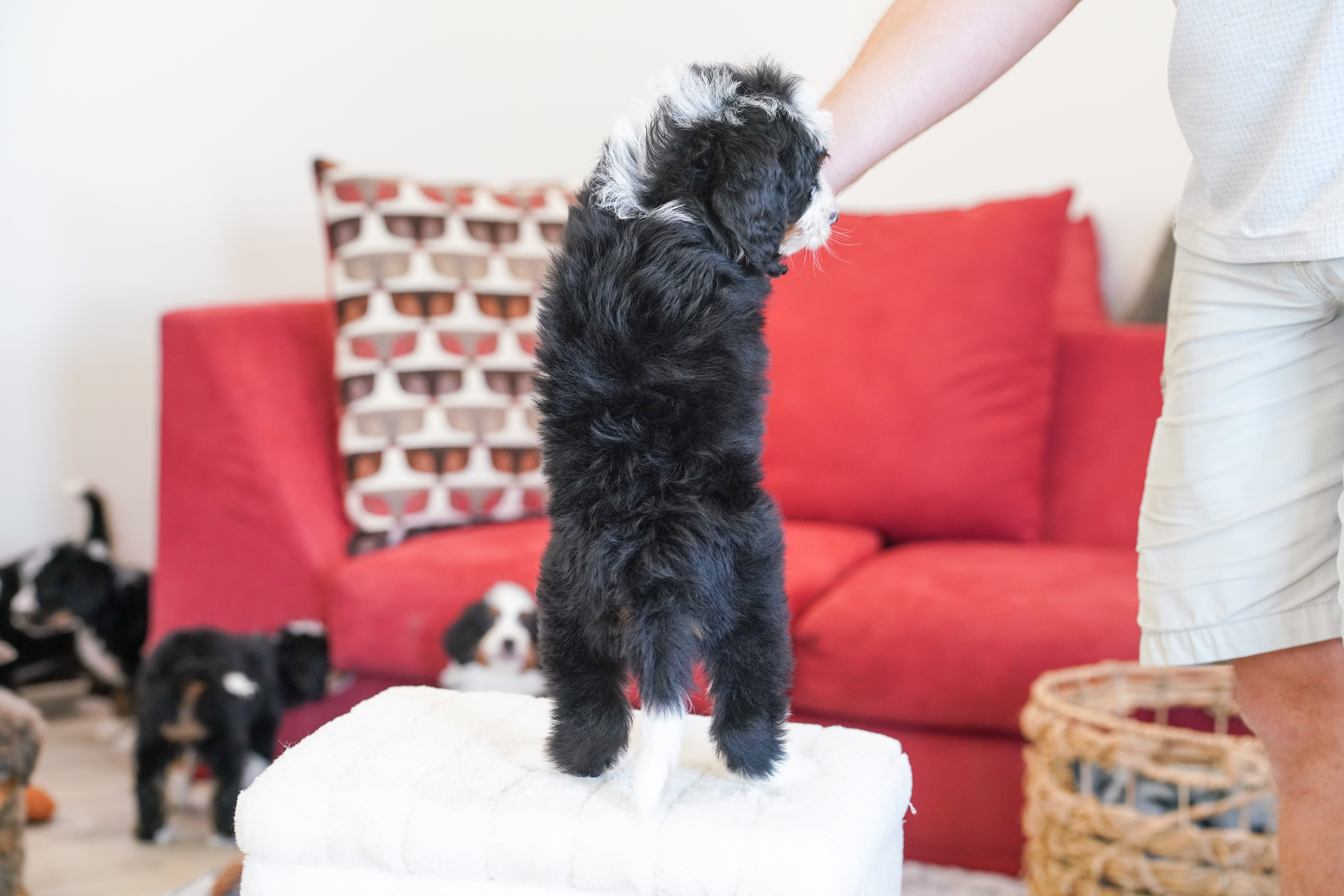 Hillary, Tri Colored, girl, Mini Bernedoodle, puppy at Down Home Doodle