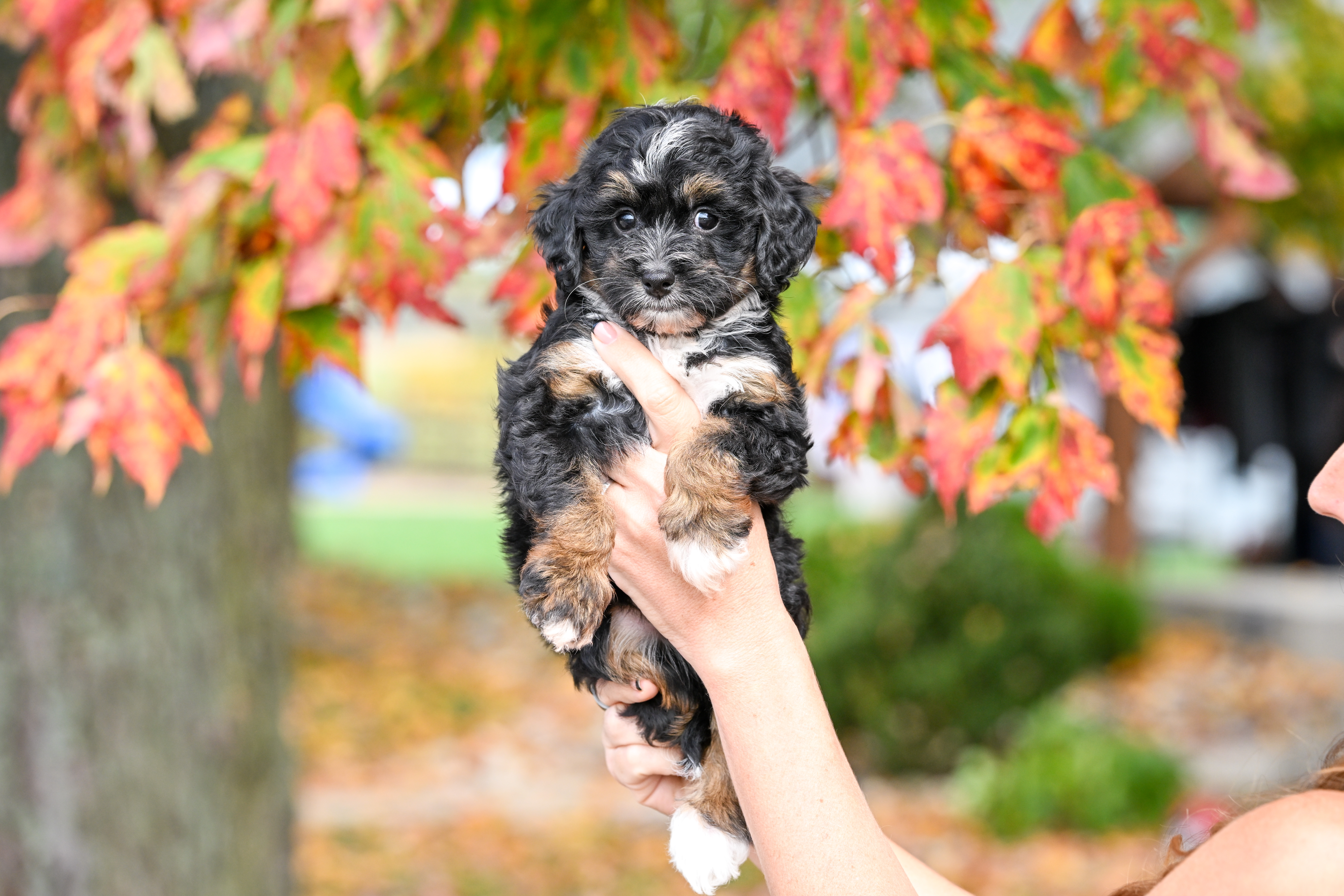 Disney, Tri Colored, girl, Micro Bernedoodle, puppy at Down Home Doodle