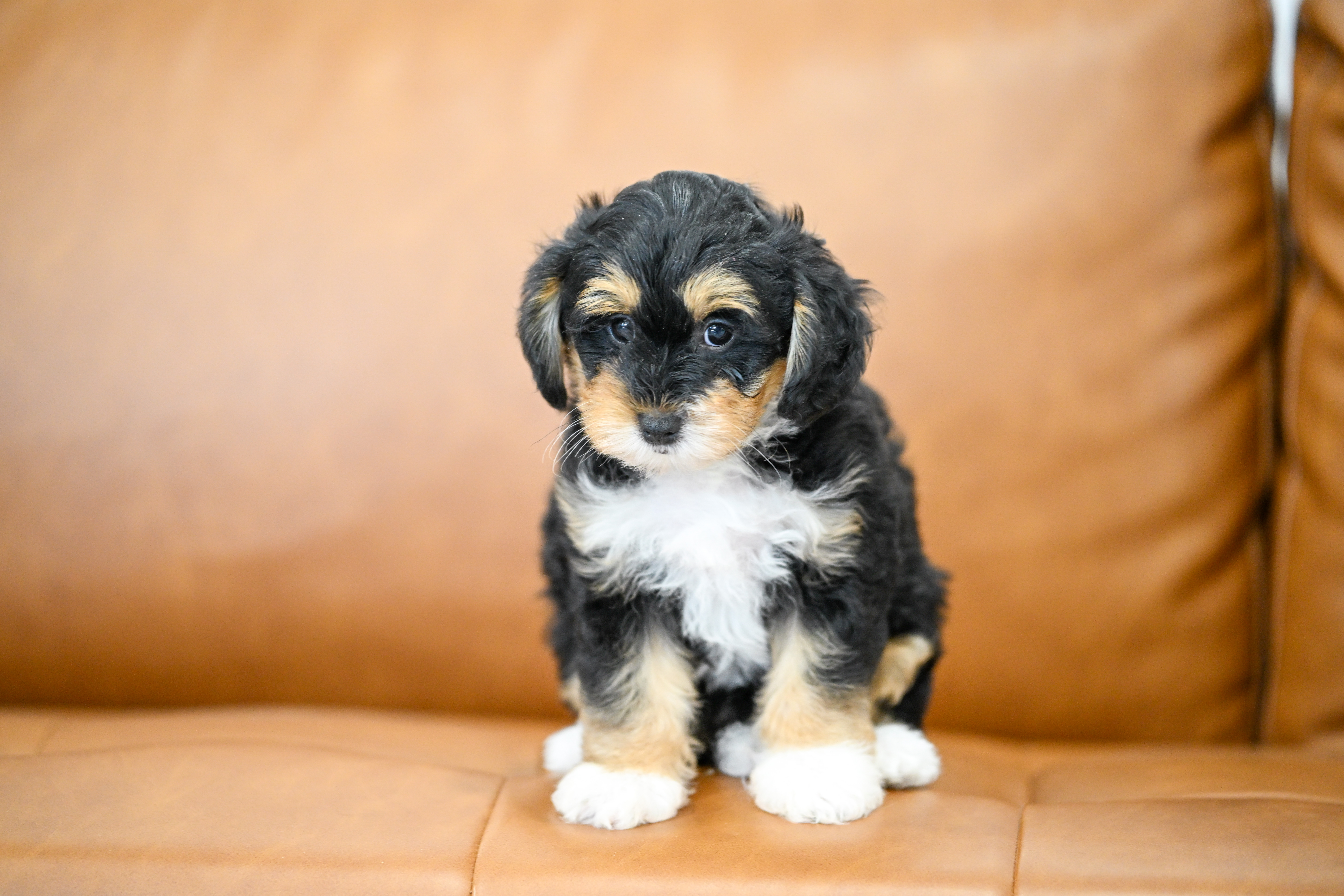 Delphine, Tri Colored, girl, Micro Bernedoodle, puppy at Down Home Doodle