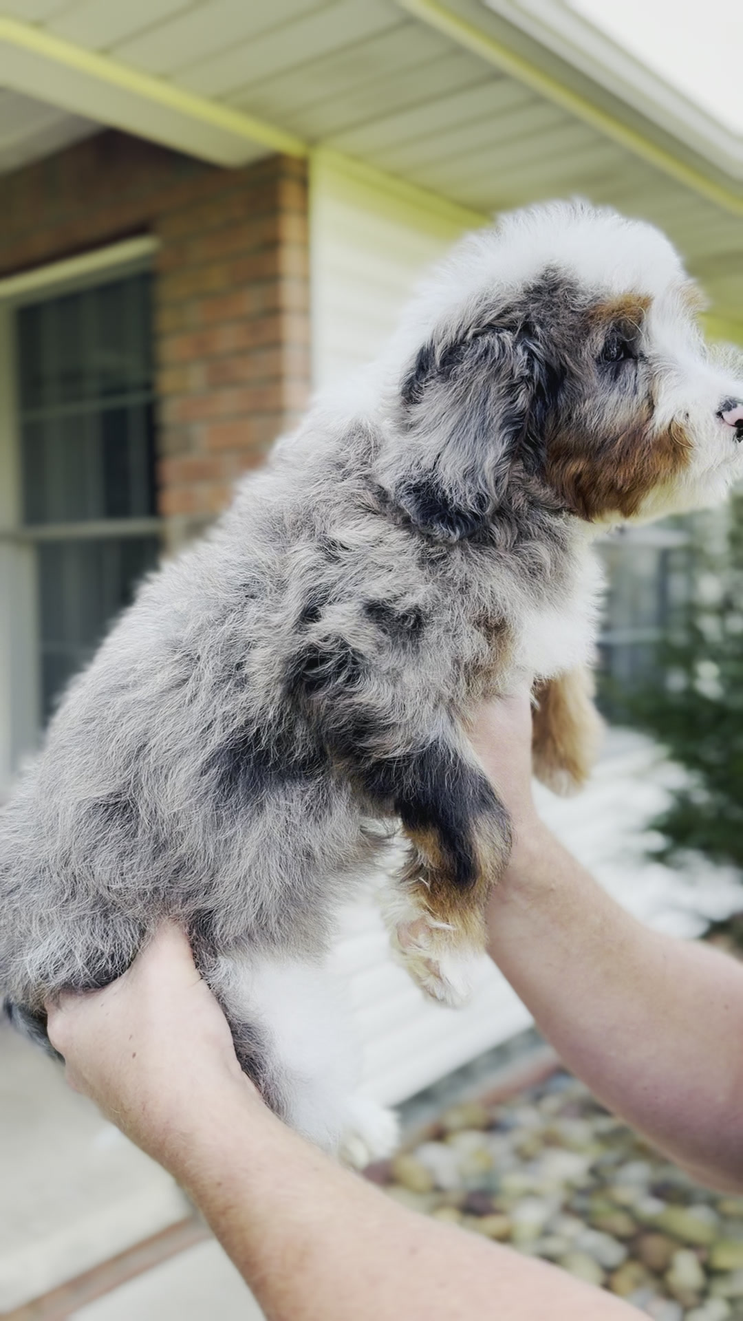 Ella, Merle Tri Colored Mini Bernedoodle puppy