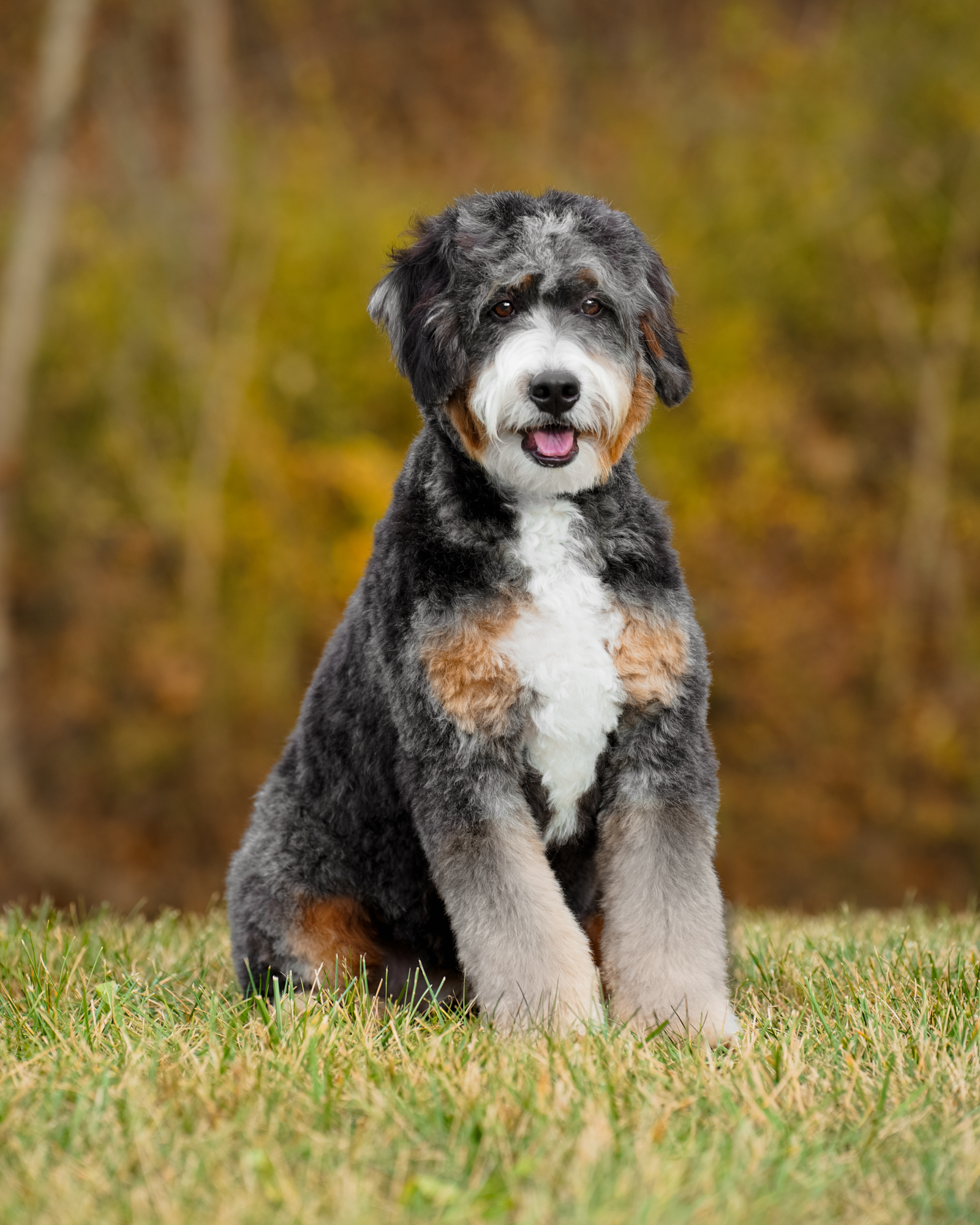 Our sturdy 47-pound Black Tri Medium Bernedoodle mom with a Bernese-inspired build and a loyal, affectionate, trainable nature.