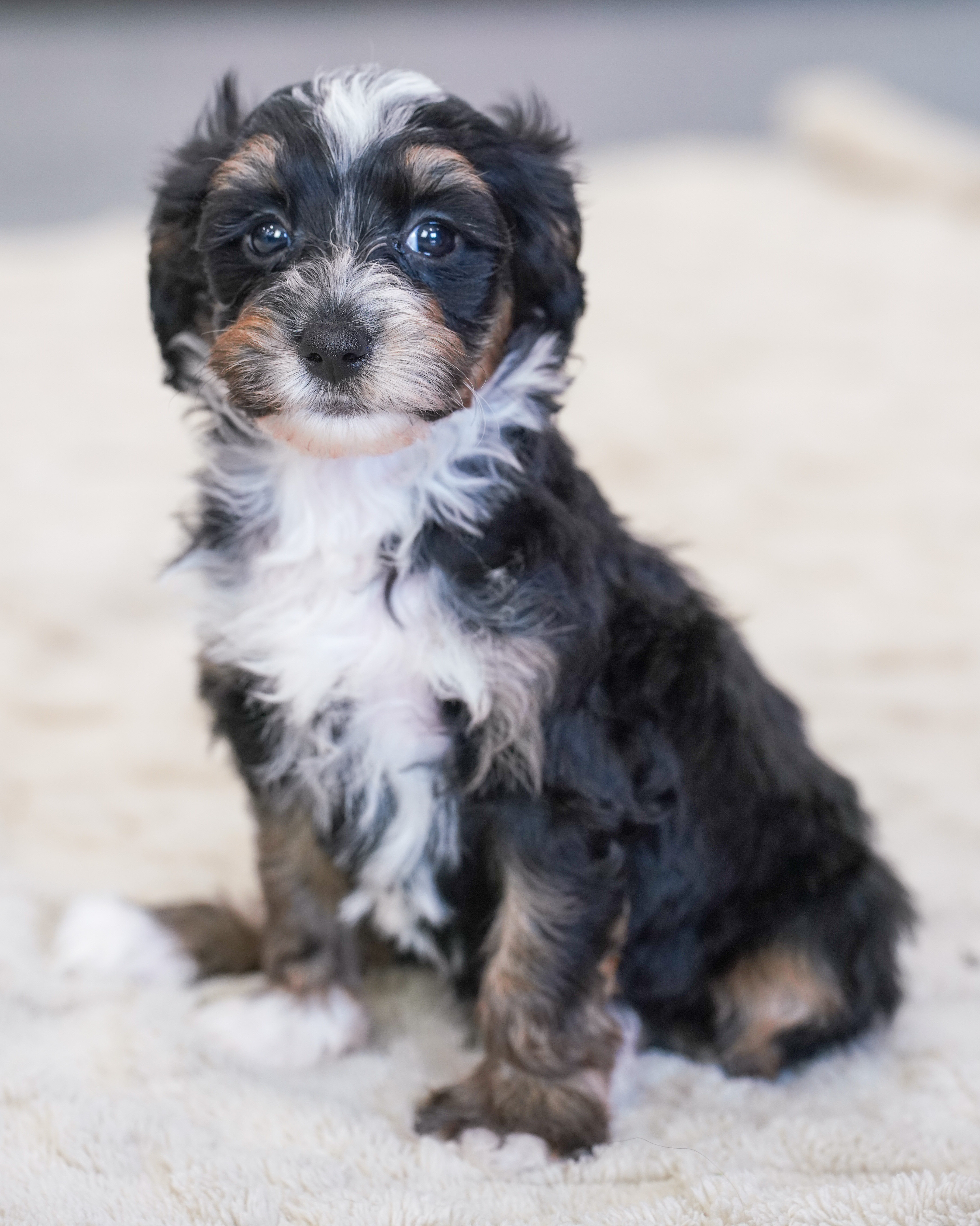 Santel, Tri Colored, girl, Micro Bernedoodle, puppy at Down Home Doodle