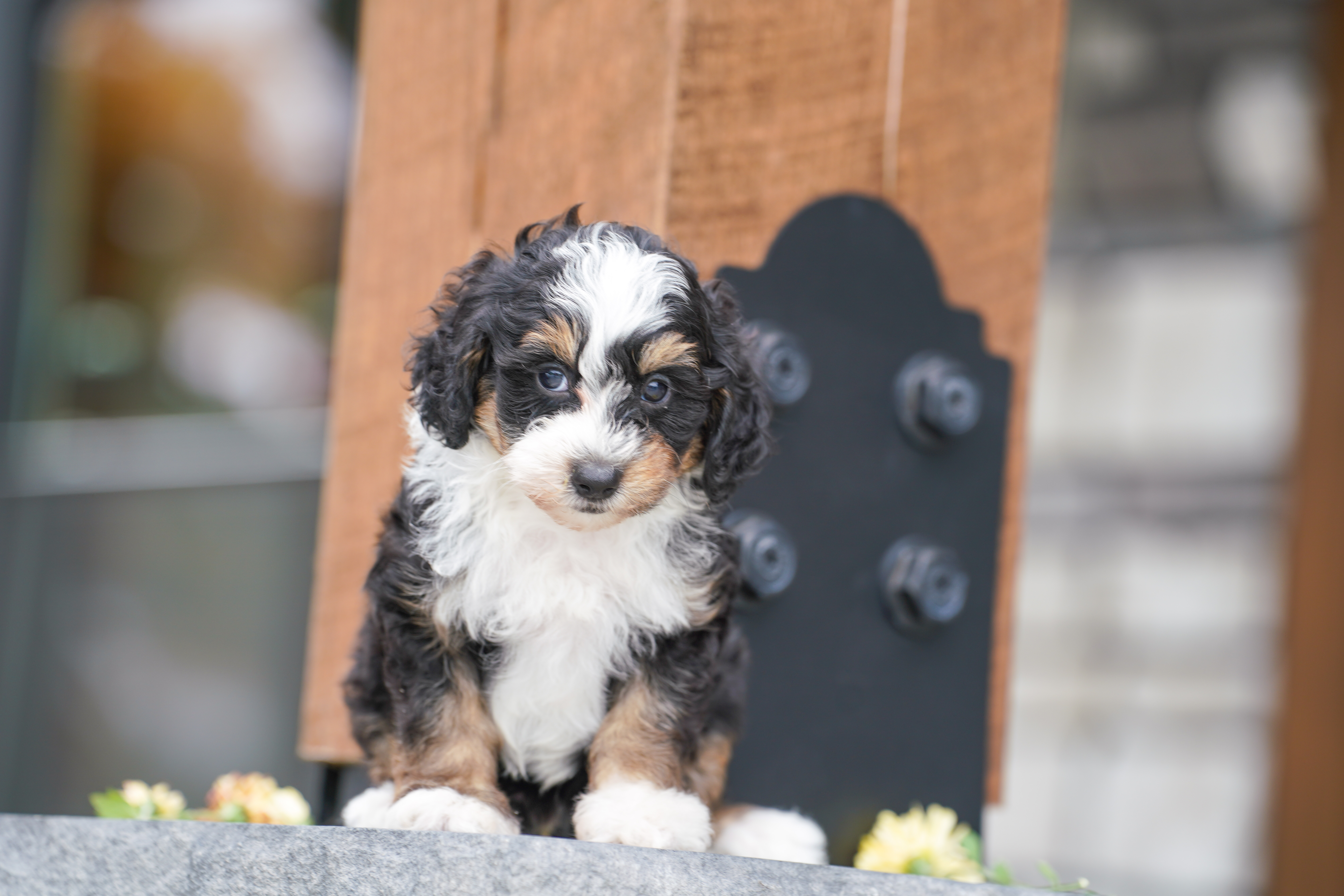 Beau, Tri Colored, boy, Micro Bernedoodle, puppy at Down Home Doodle