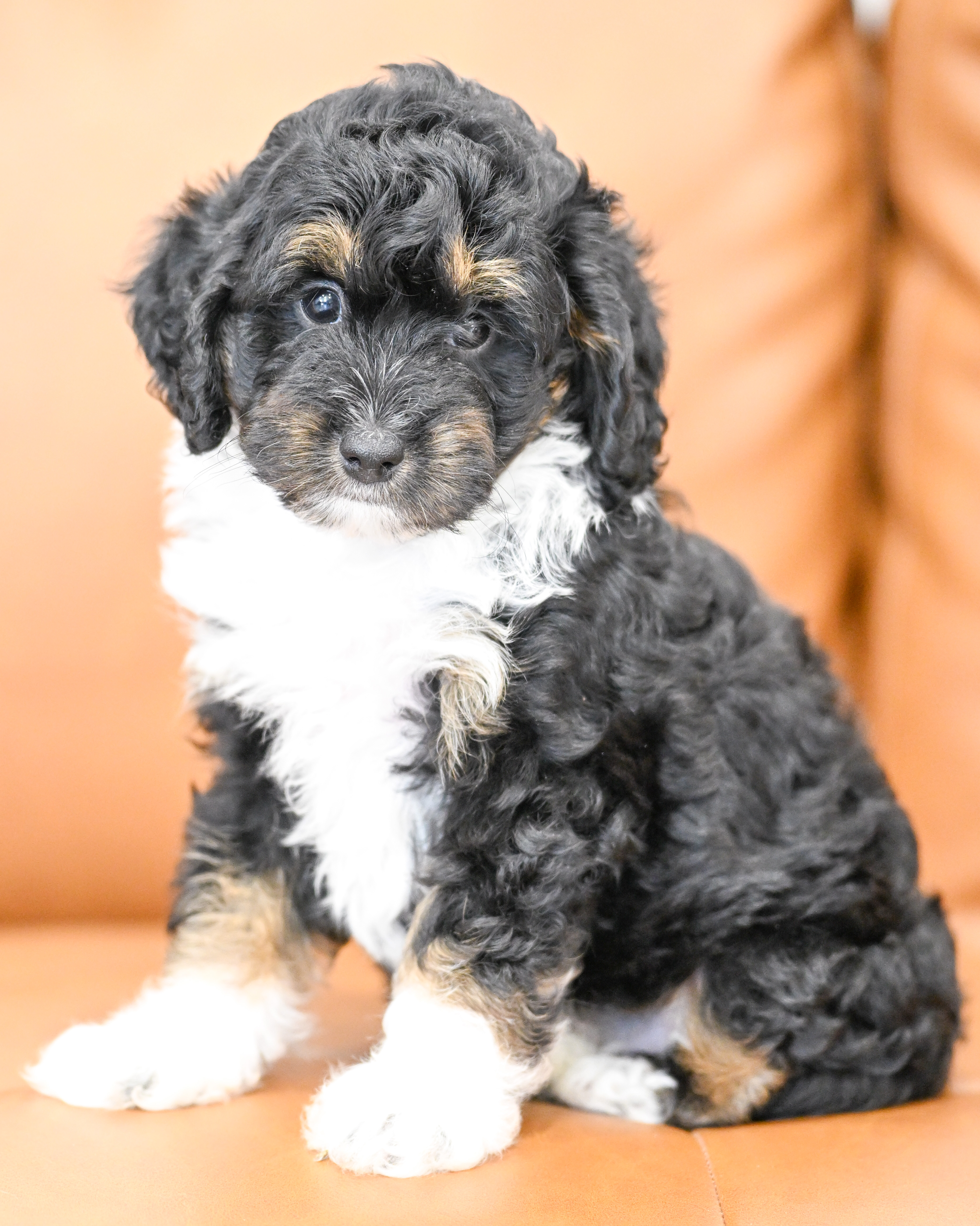 Colette, Tri Colored, girl, Micro Bernedoodle, puppy at Down Home Doodle