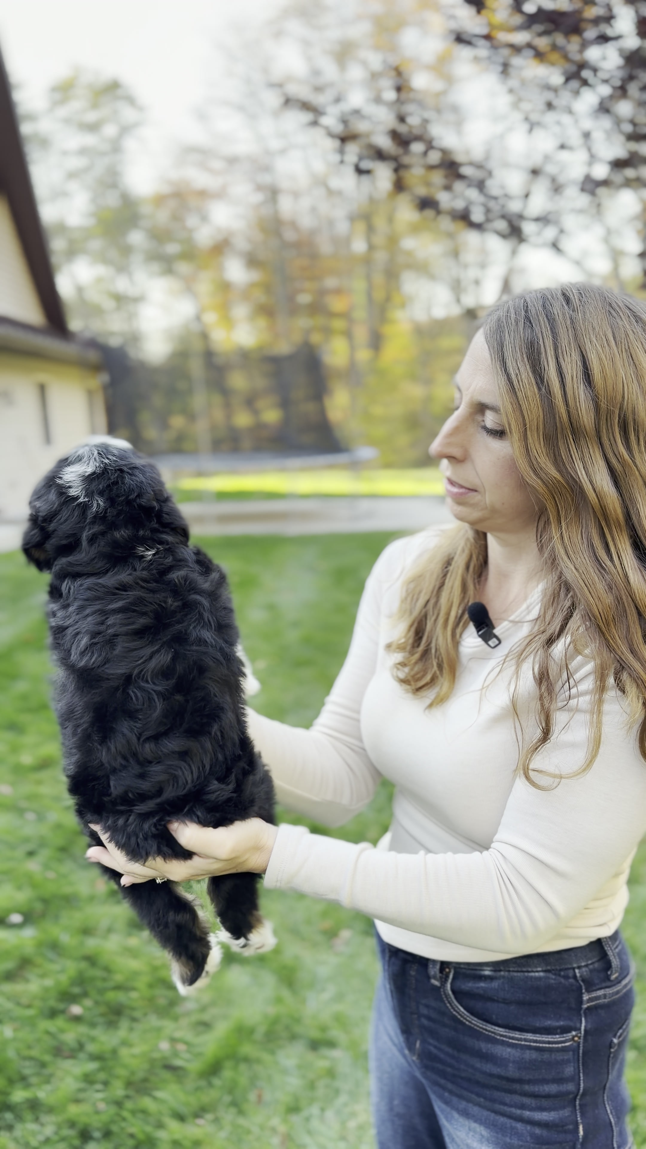 Harris, Tri Colored, boy, Mini Bernedoodle, puppy at Down Home Doodle