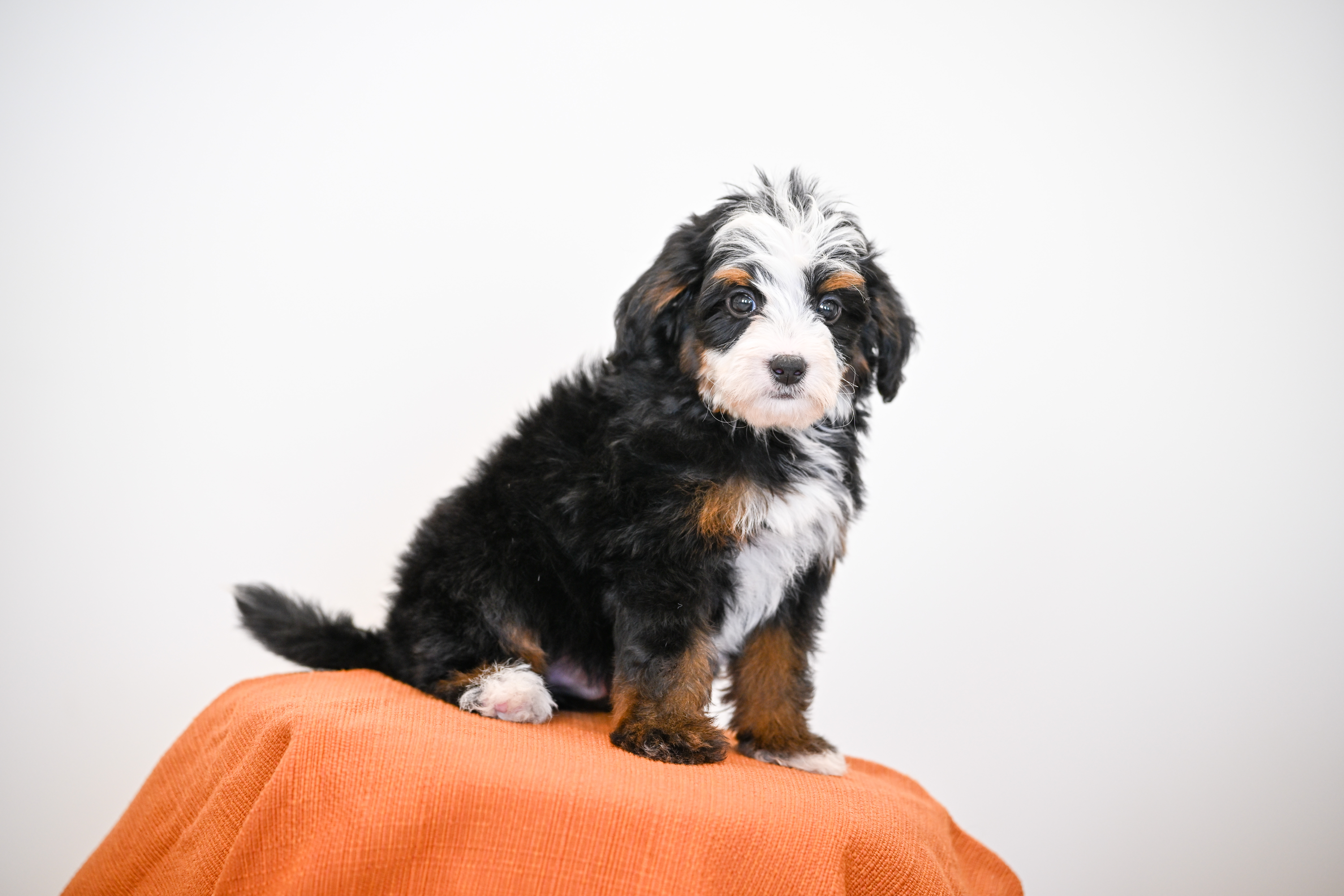 Burbank, Tri Colored, boy, Mini Bernedoodle, puppy at Down Home Doodle
