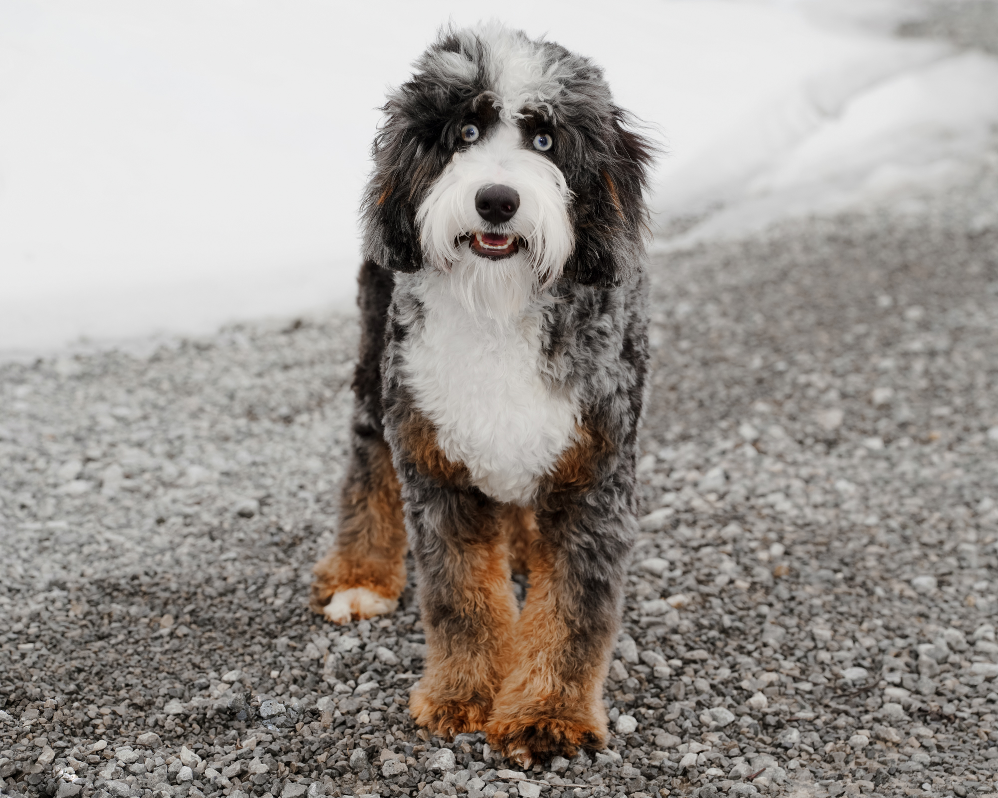Our gorgeous 23-pound Blue Merle Micro Bernedoodle mom with high-contrast coloring, a vibrant wavy coat, and a bright,