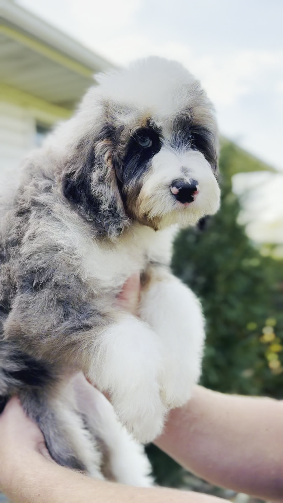 Rocky, Merle Tri Colored Mini Bernedoodle puppy