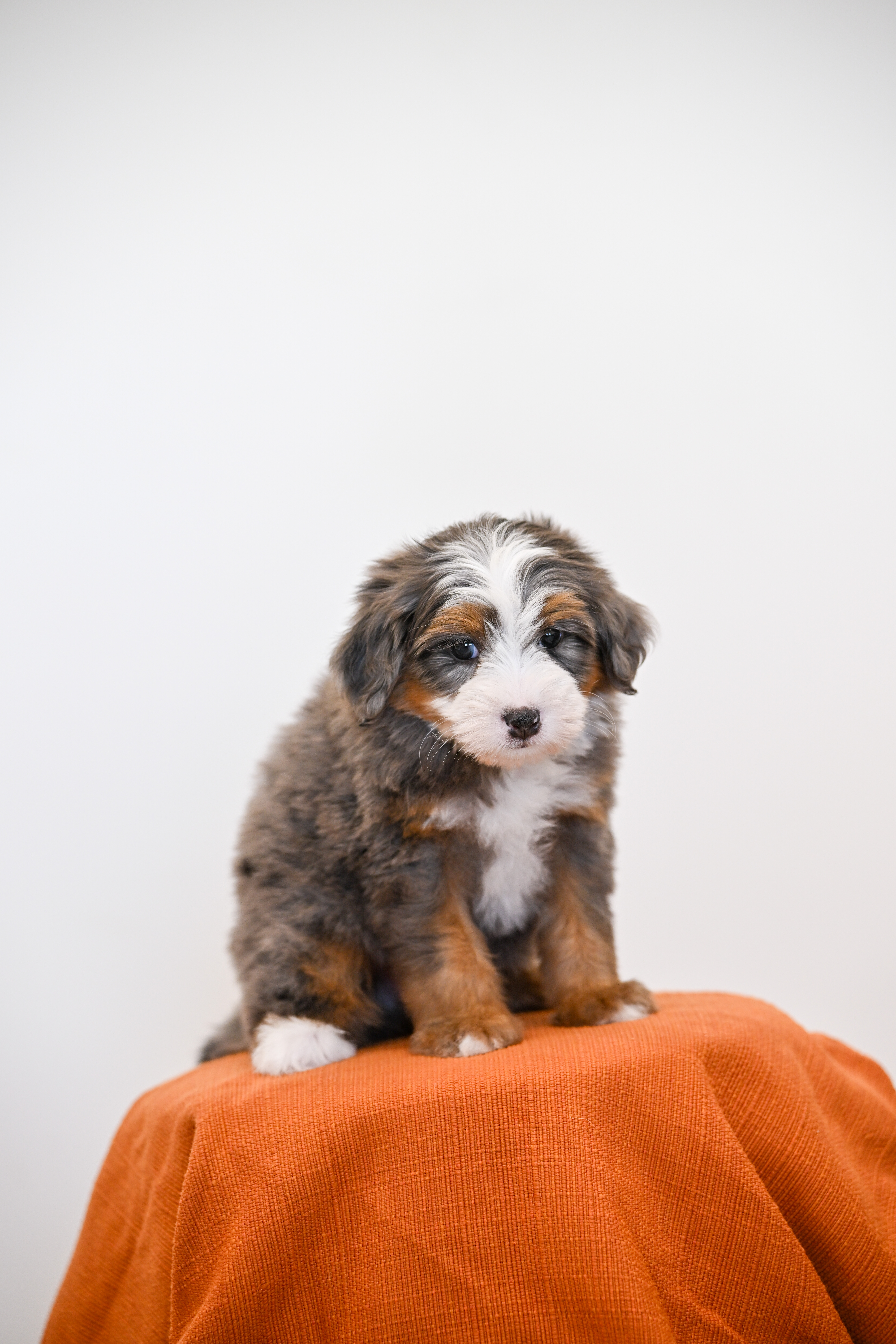 Melrose, Merle Tri Colored, boy, Mini Bernedoodle, puppy at Down Home Doodle