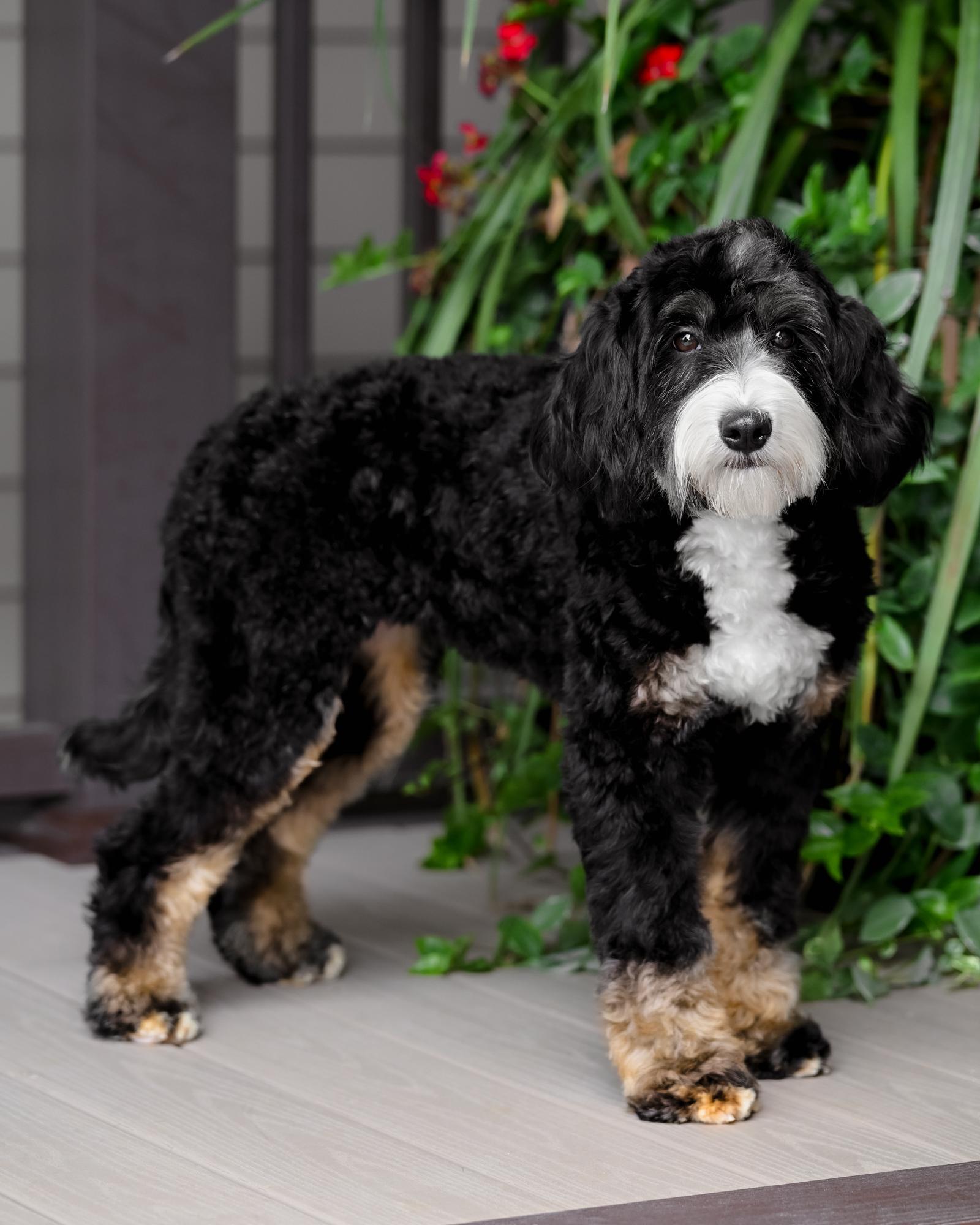 Black Tri Bernedoodle mom, 30 lbs
