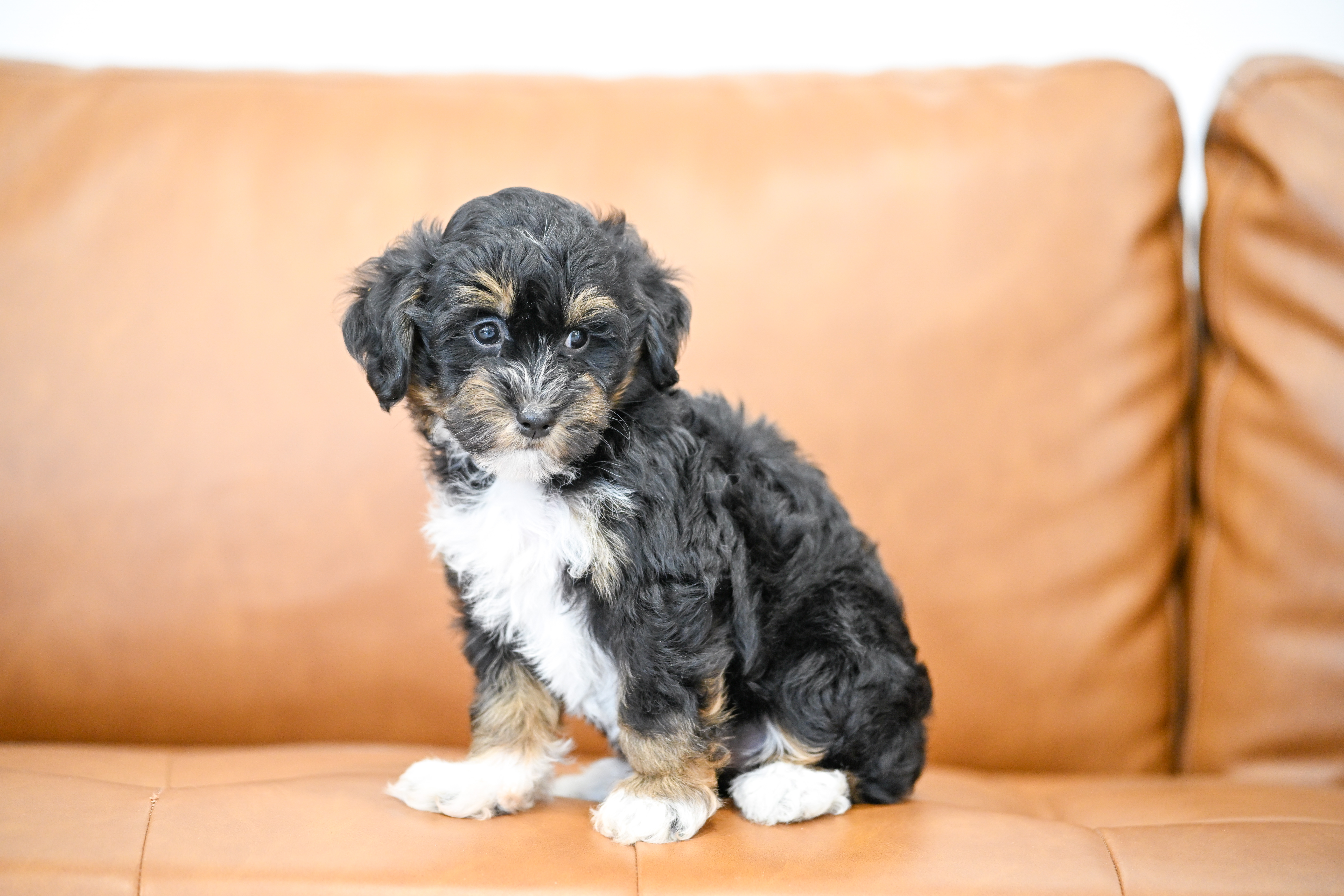Odette, Tri Colored, girl, Micro Bernedoodle, puppy at Down Home Doodle