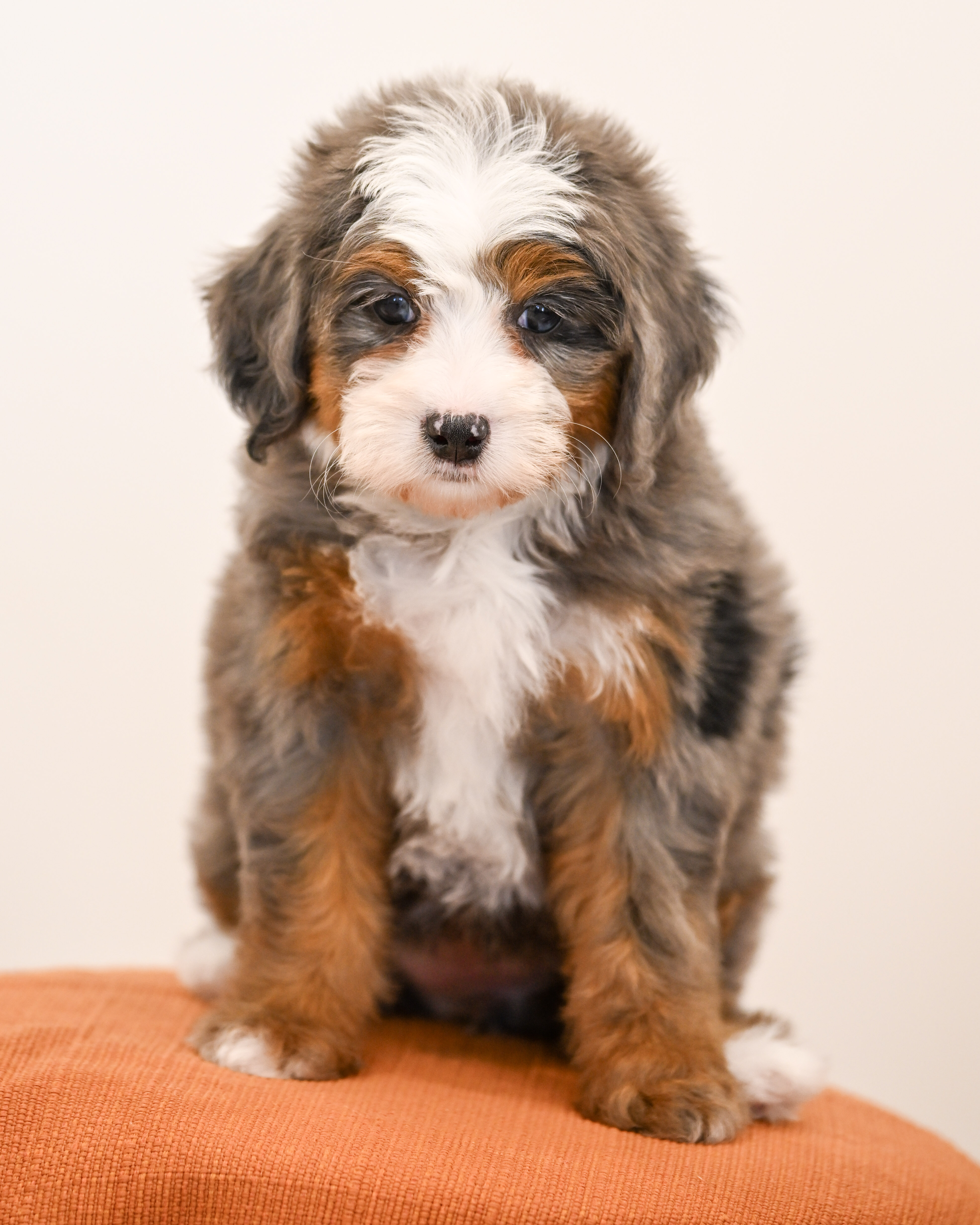 Beverly, Merle Tri Colored, girl, Mini Bernedoodle, puppy at Down Home Doodle