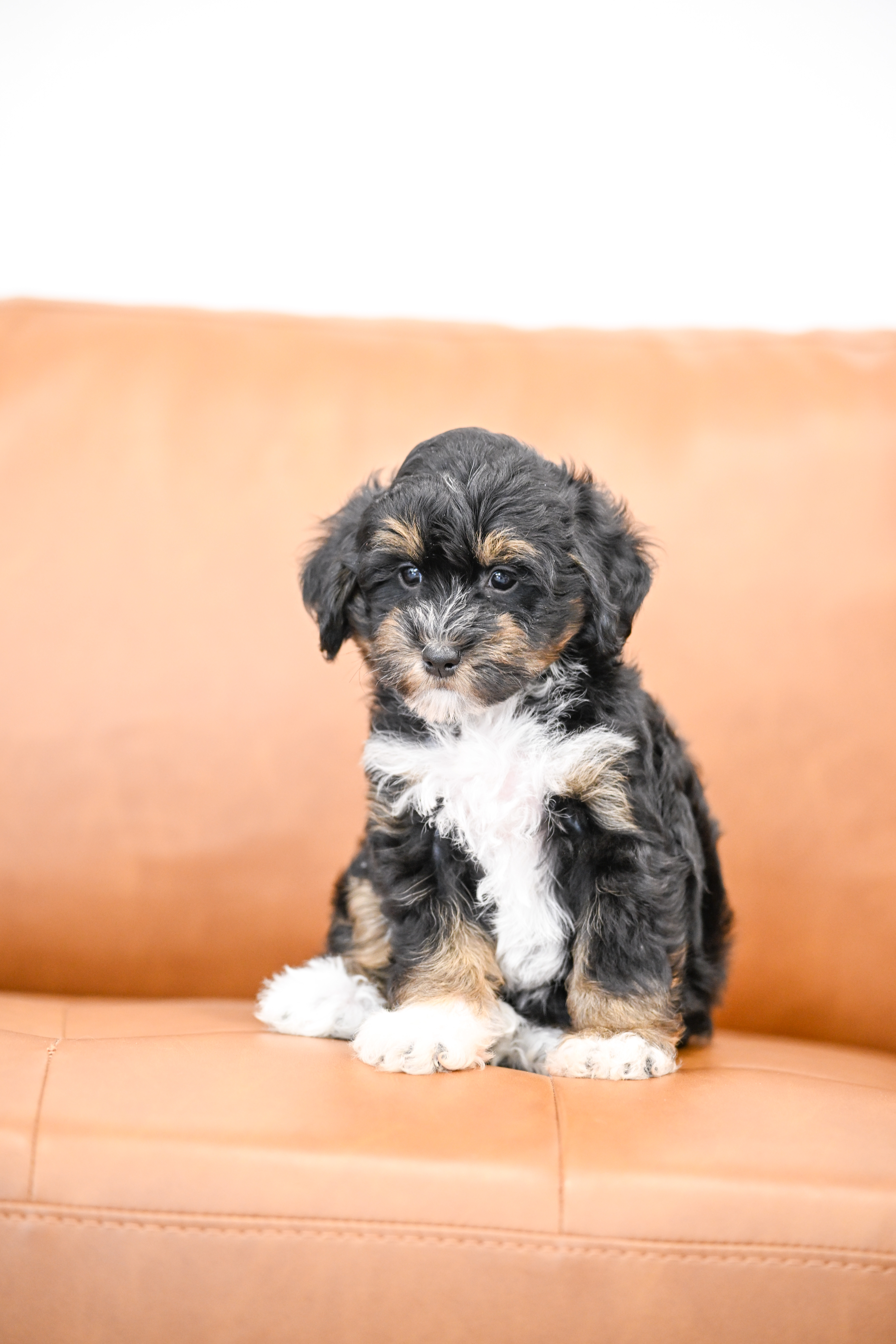 Odette, Tri Colored Micro Bernedoodle puppy