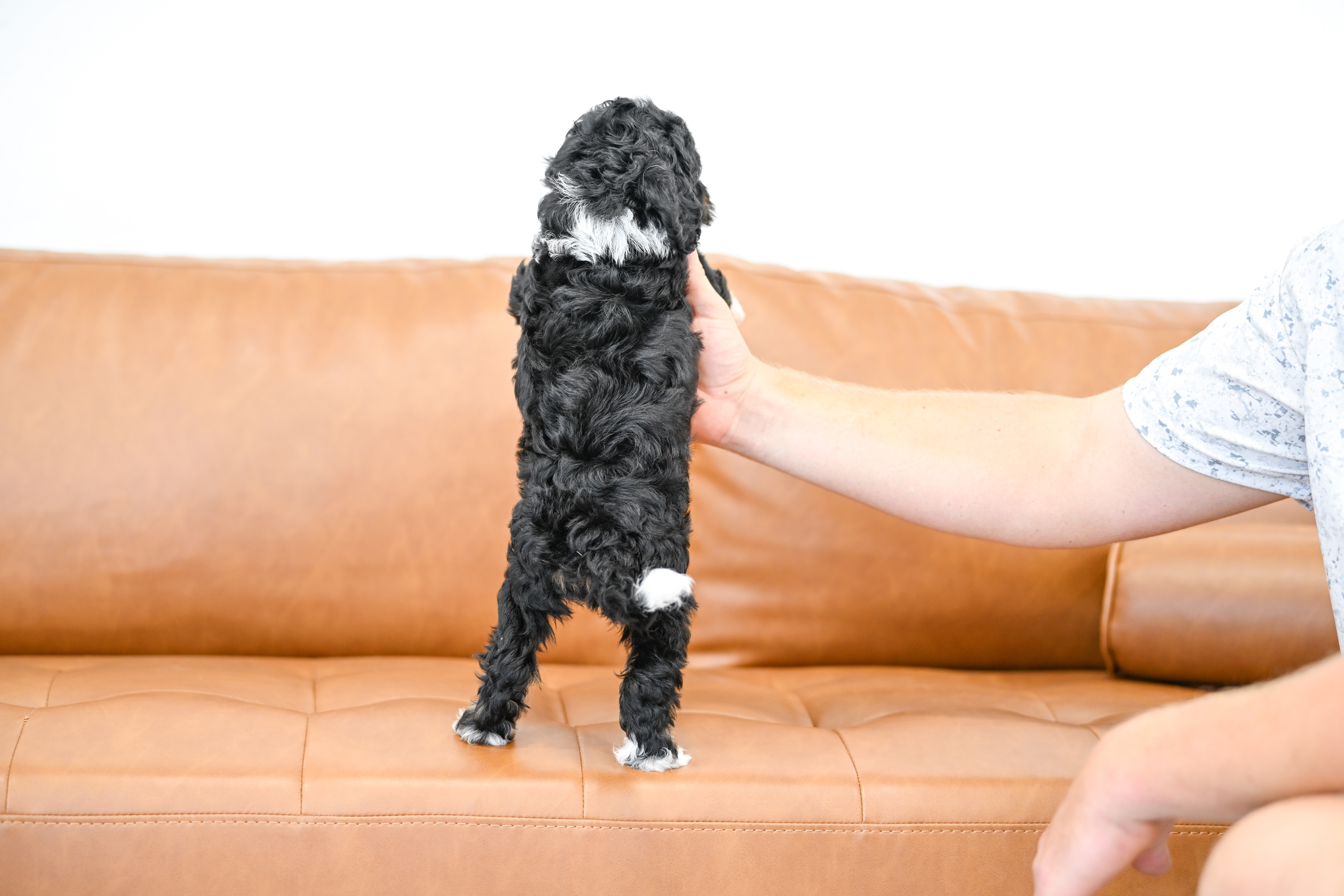 Colette, Tri Colored, girl, Micro Bernedoodle, puppy at Down Home Doodle