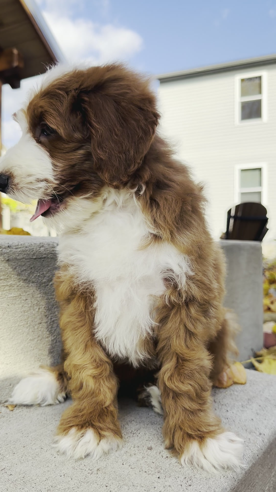 Rodeo, Red and White boy from the Wild West Litter