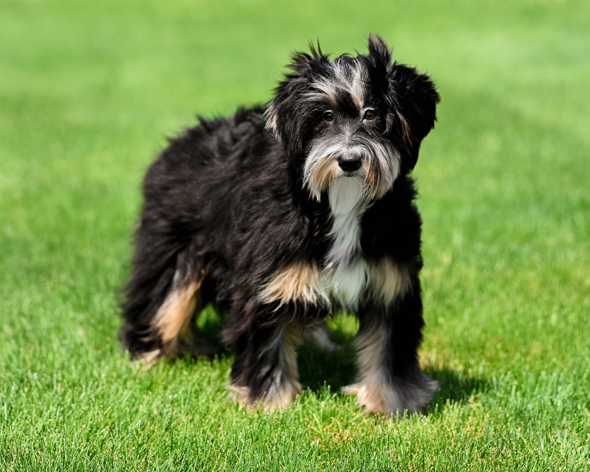 Nutmeg, Black Tri Mini Bernedoodle mom at Down Home Doodle