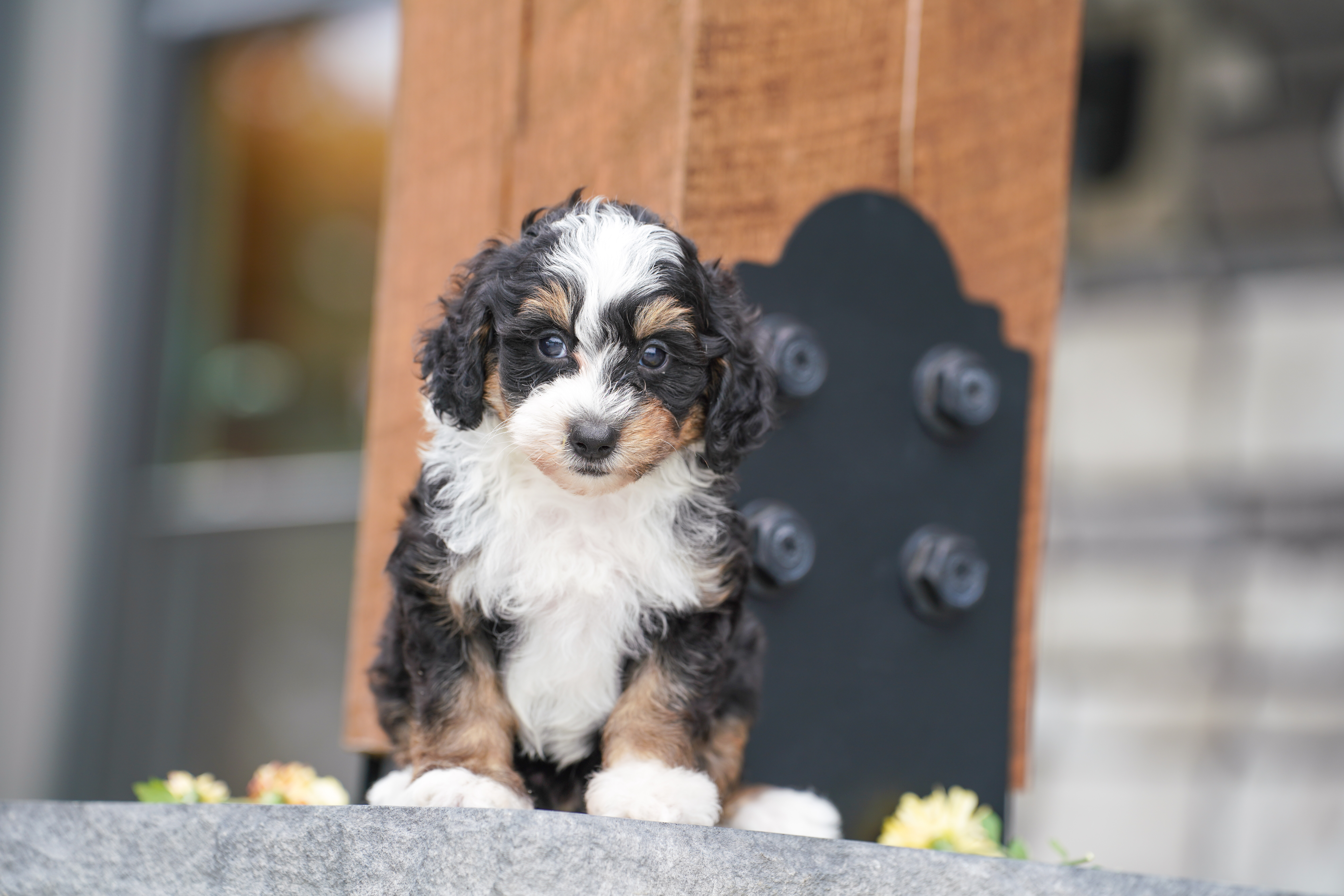 Beau, Tri Colored, boy, Micro Bernedoodle, puppy at Down Home Doodle