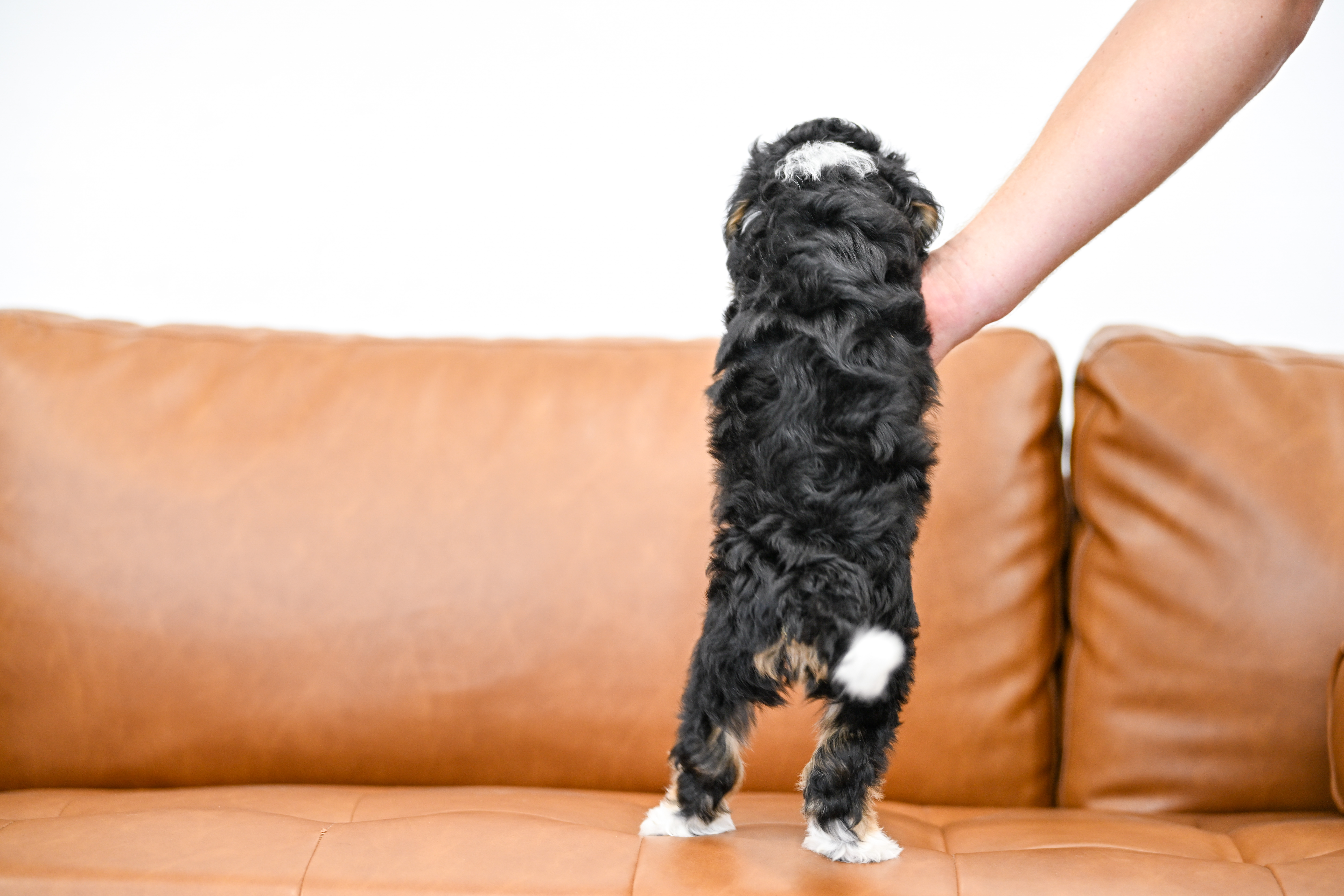 Lionel, Tri Colored, boy, Micro Bernedoodle, puppy at Down Home Doodle