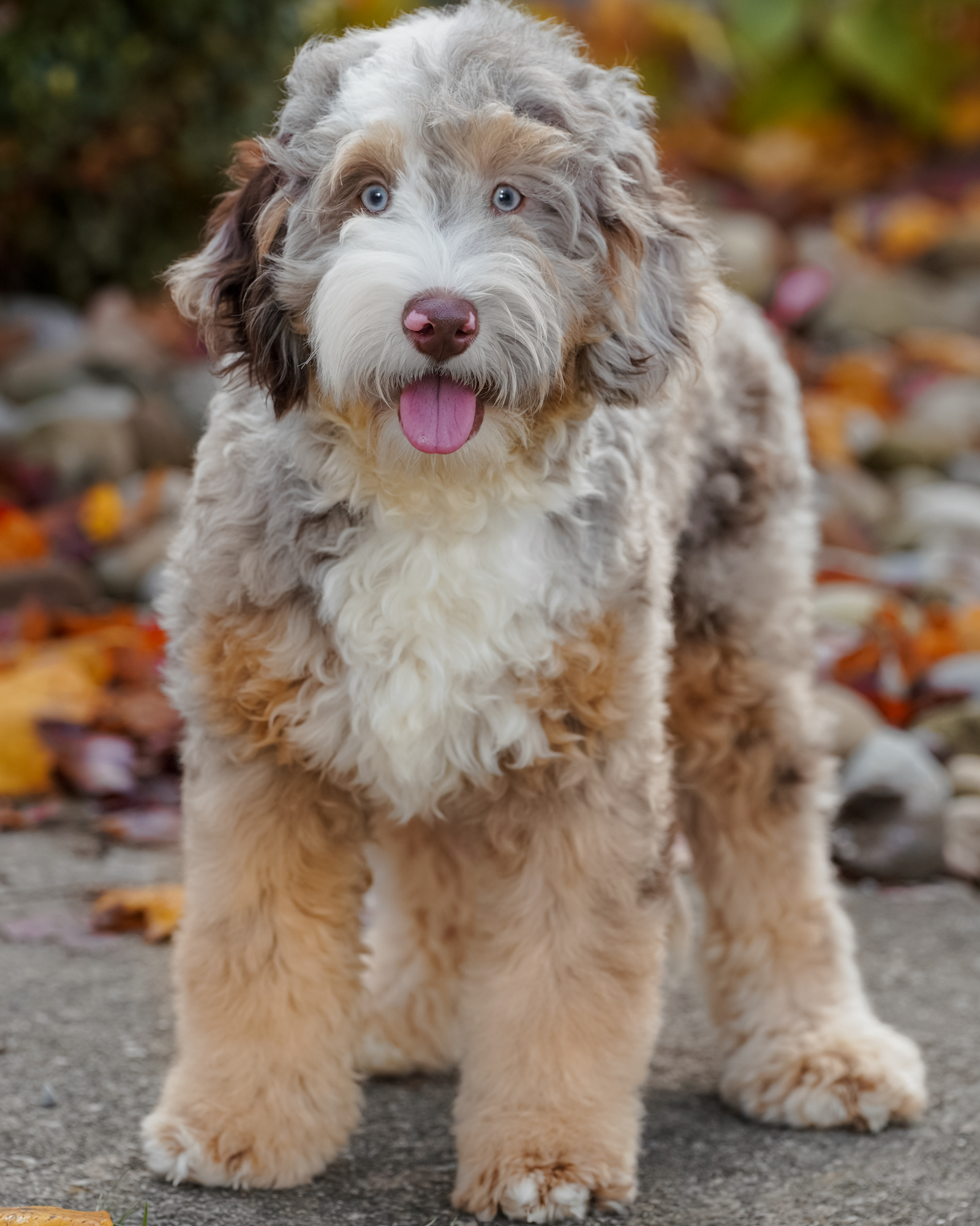 Our petite 20-pound Micro Bernedoodle mom with a beautiful wavy coat and a gentle, thoughtful, quietly devoted nature.