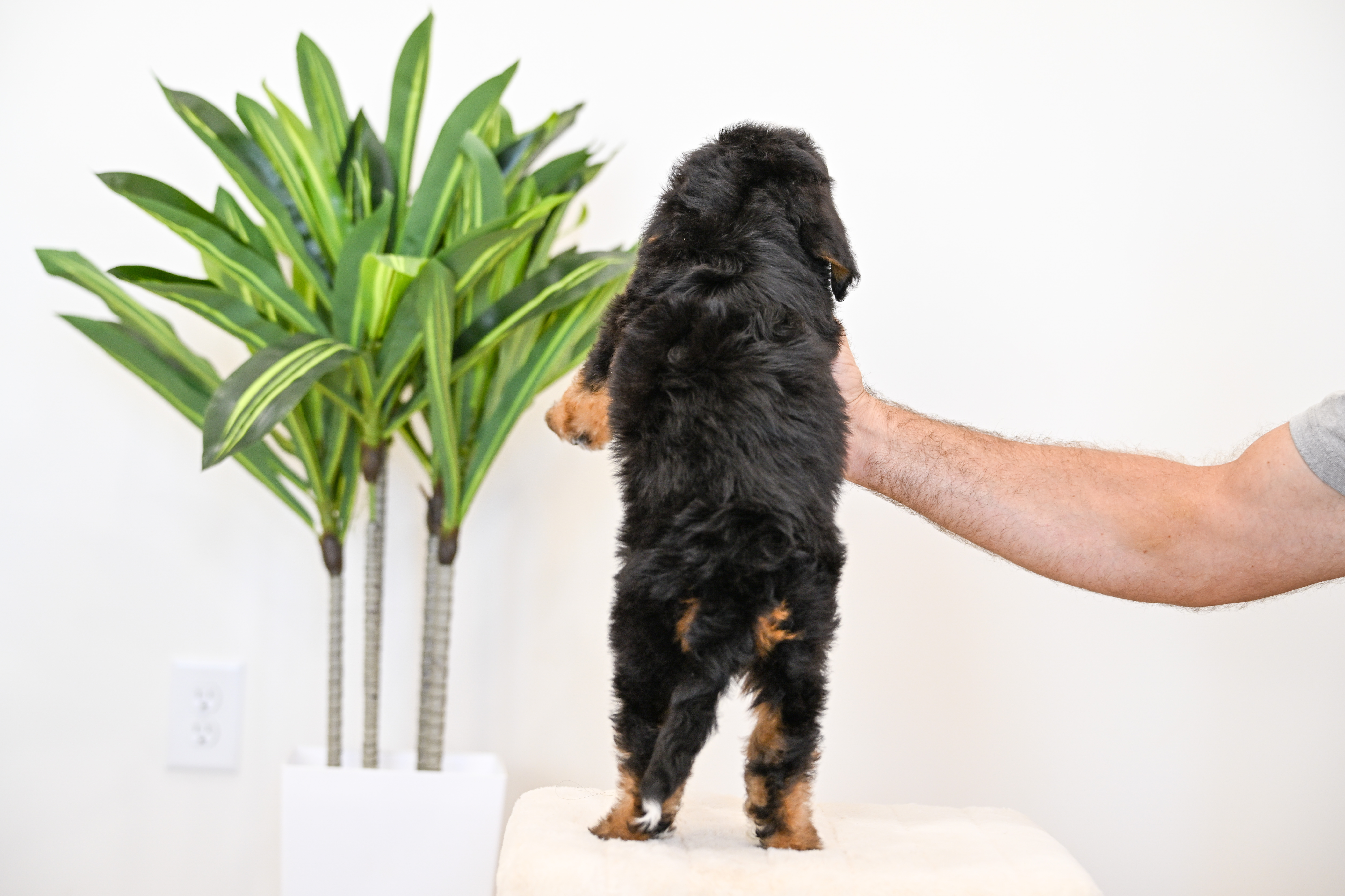 Cheeto, Tri Colored, boy, Mini Bernedoodle, puppy at Down Home Doodle