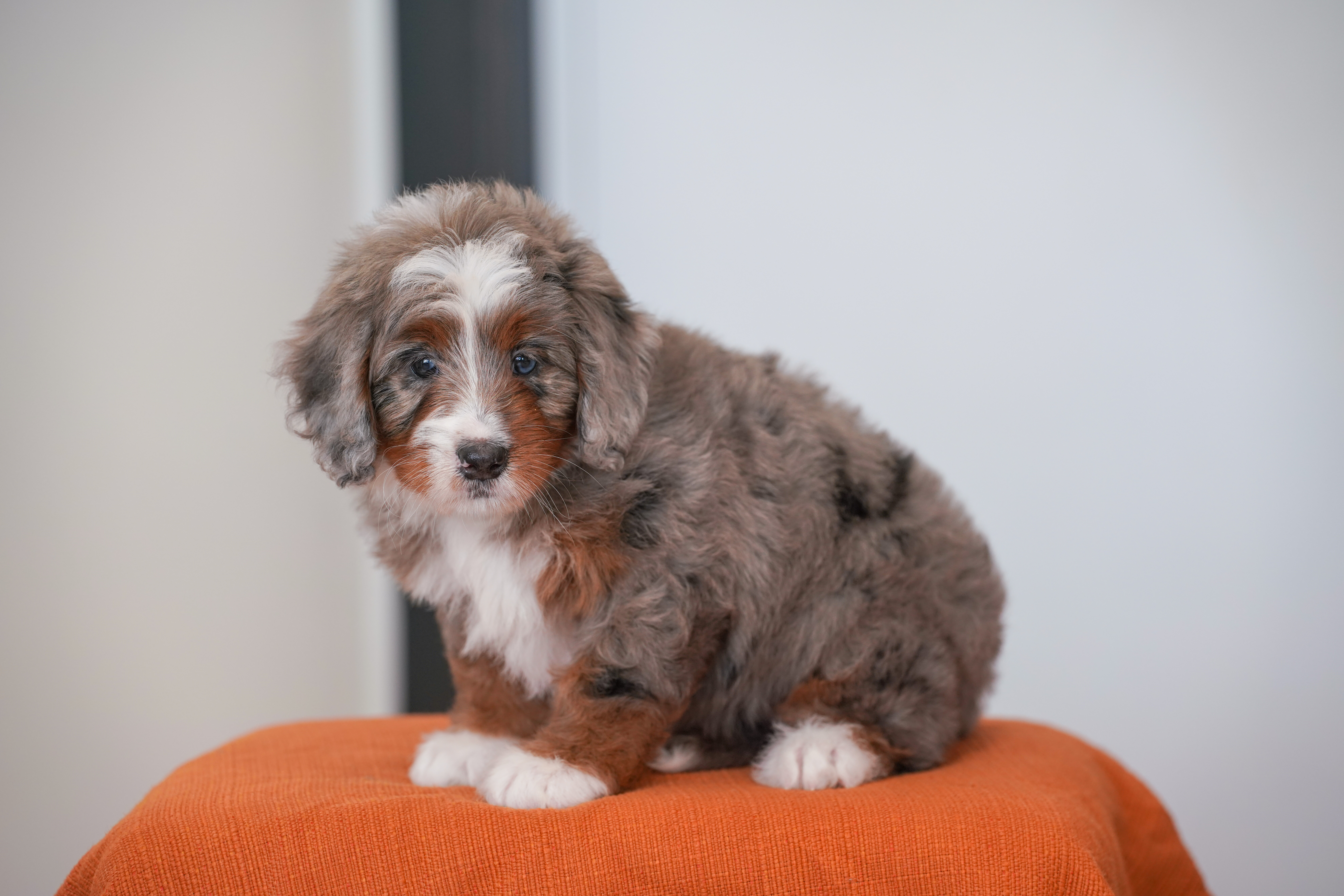 Jasmine, Merle Tri Colored, girl, Mini Bernedoodle, puppy at Down Home Doodle