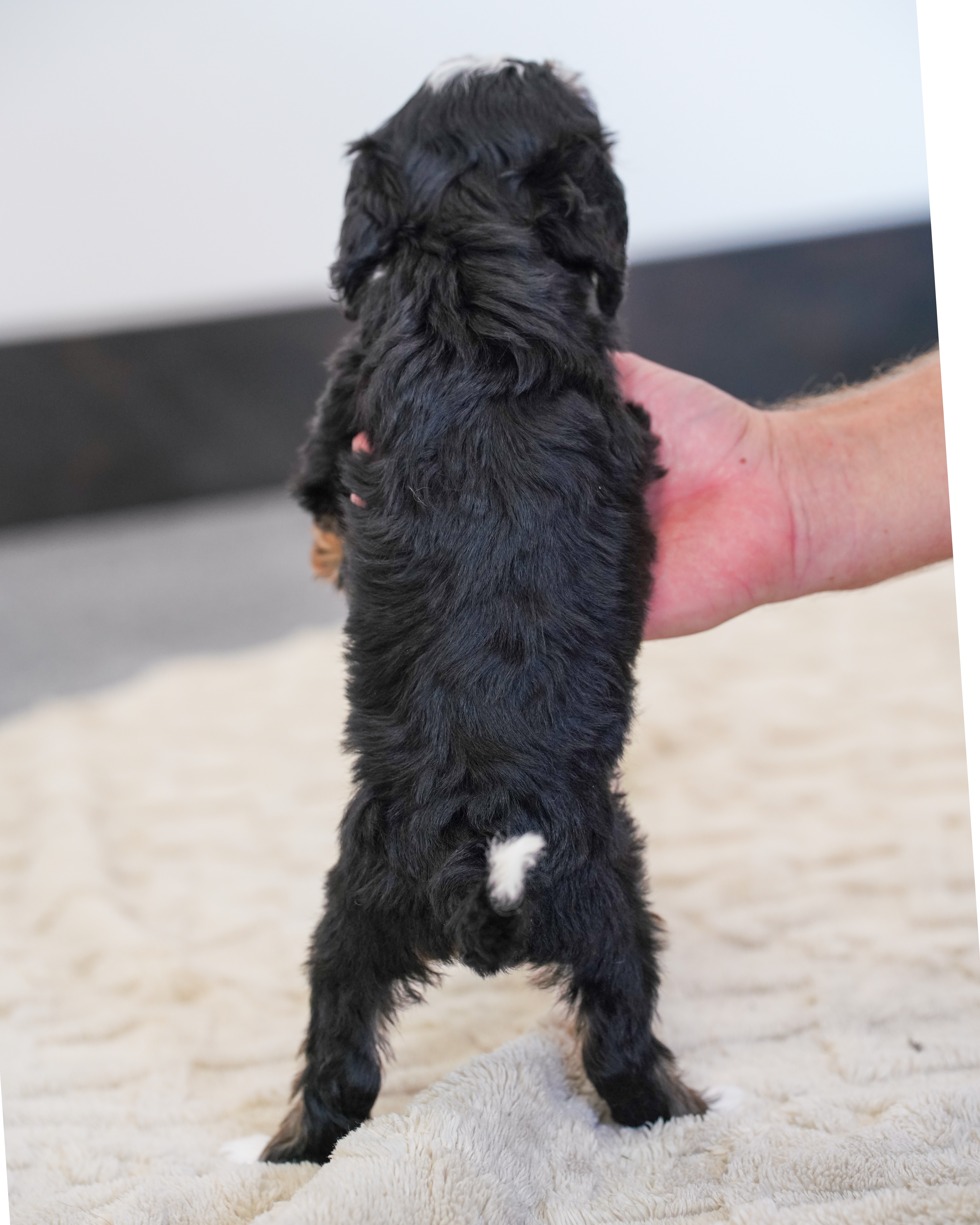 Santel, Tri Colored, girl, Micro Bernedoodle, puppy at Down Home Doodle