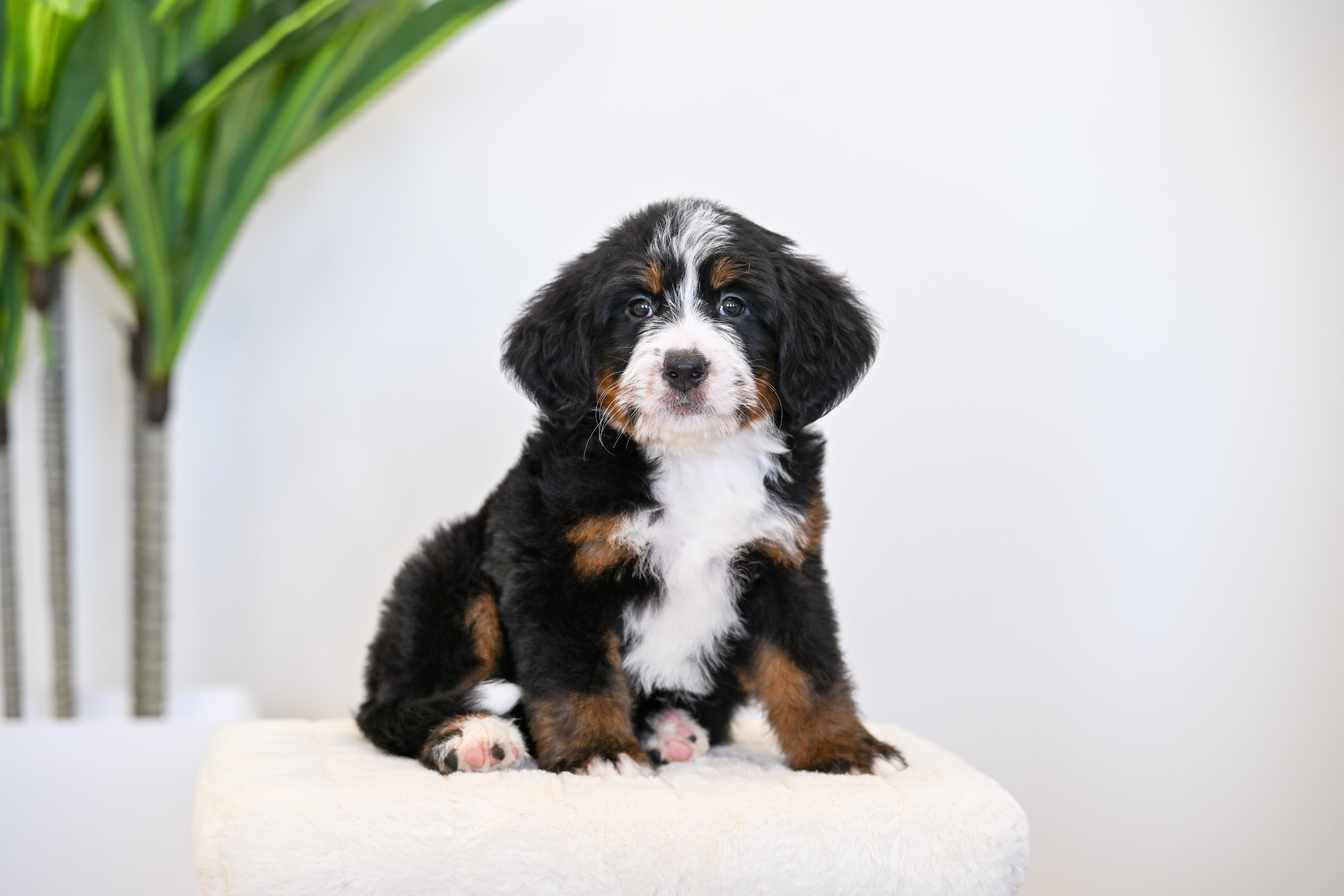 Dori, Tri Colored, girl, Mini Bernedoodle, puppy at Down Home Doodle