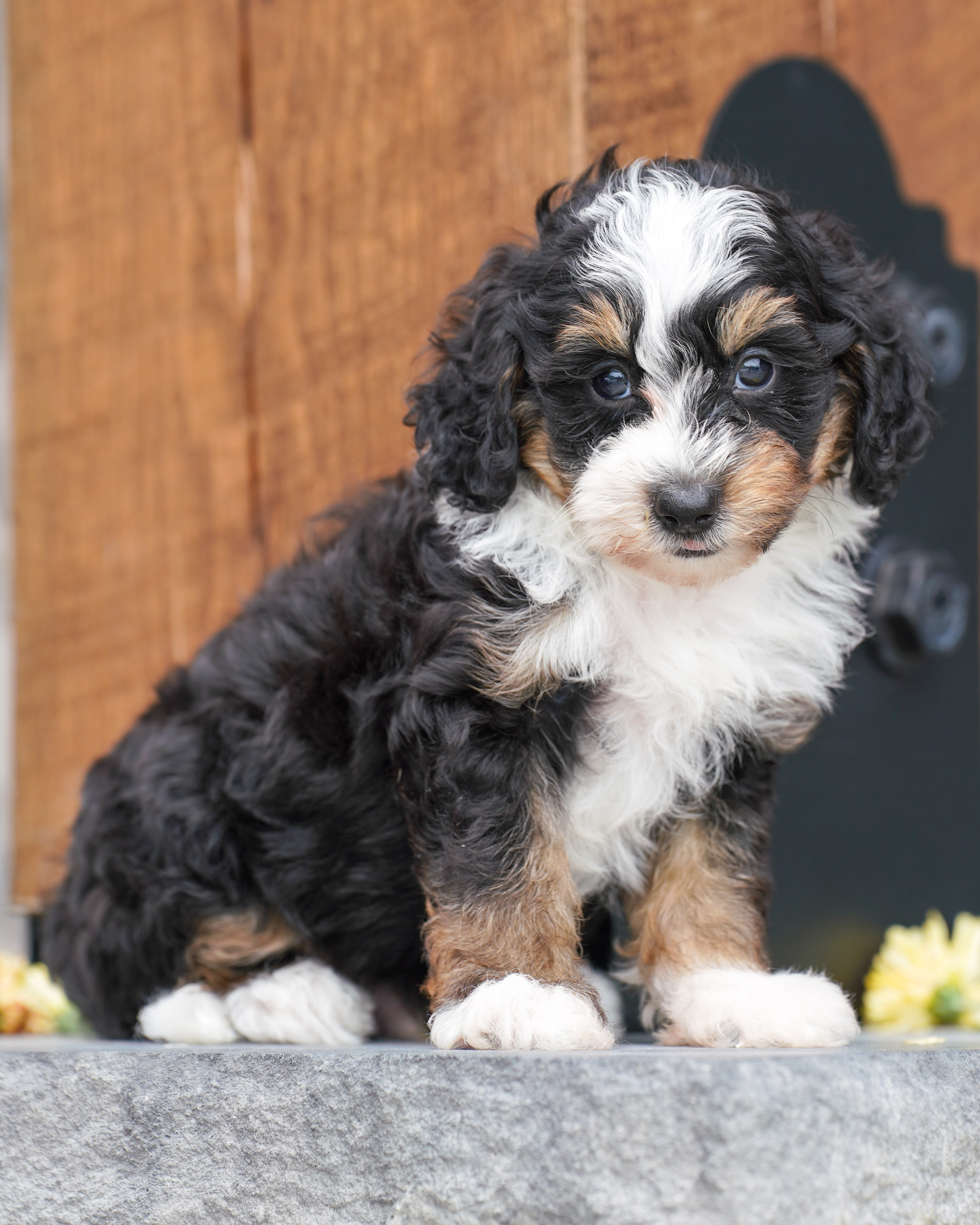 Beau, Tri Colored, boy, Micro Bernedoodle, puppy at Down Home Doodle