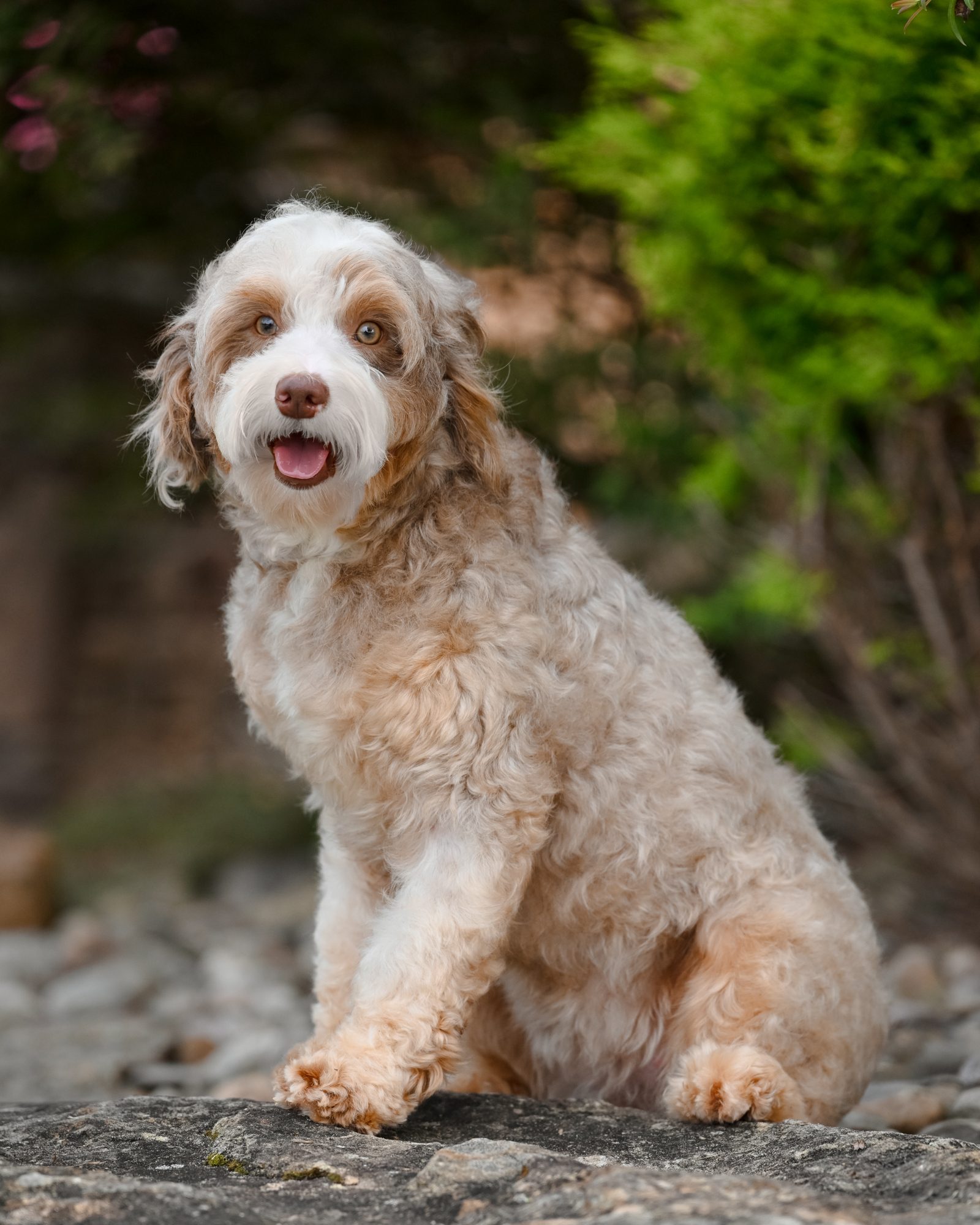 Bella 1, photo 2
