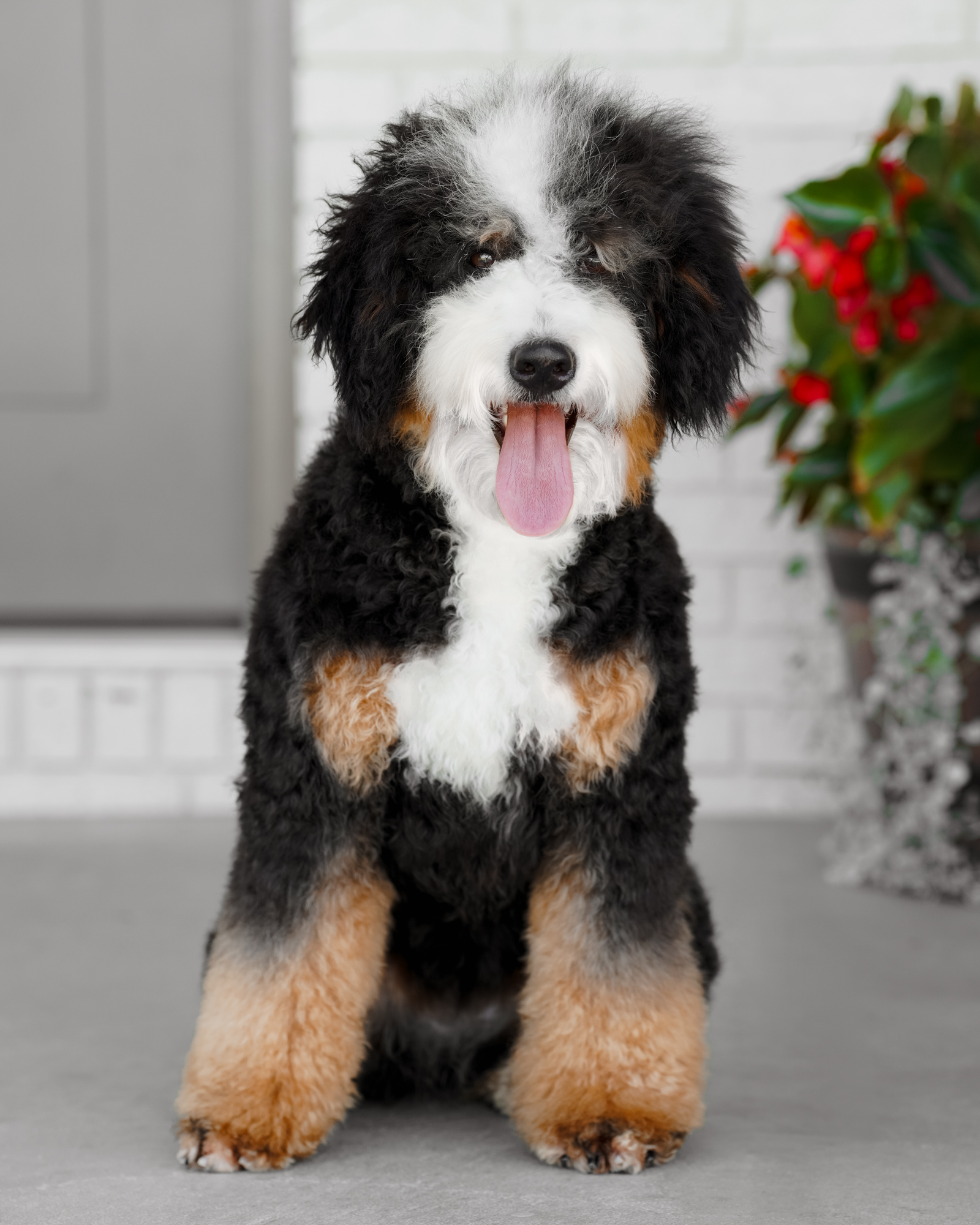 Our lovely 31-pound Bernedoodle mom, an established mother in our program with a wonderfully well-mannered, easygoing temperament.