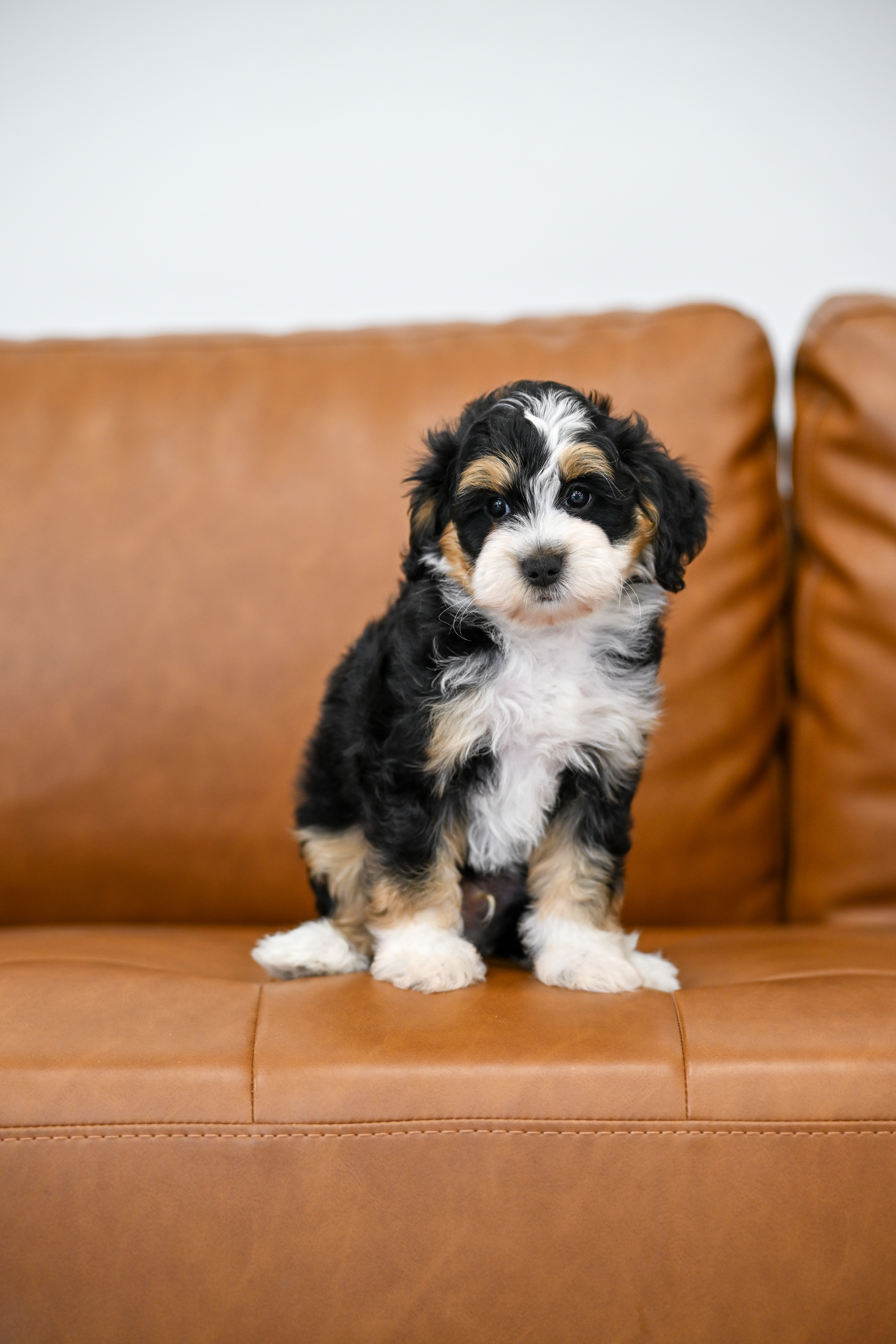 Lionel, Tri Colored Micro Bernedoodle puppy