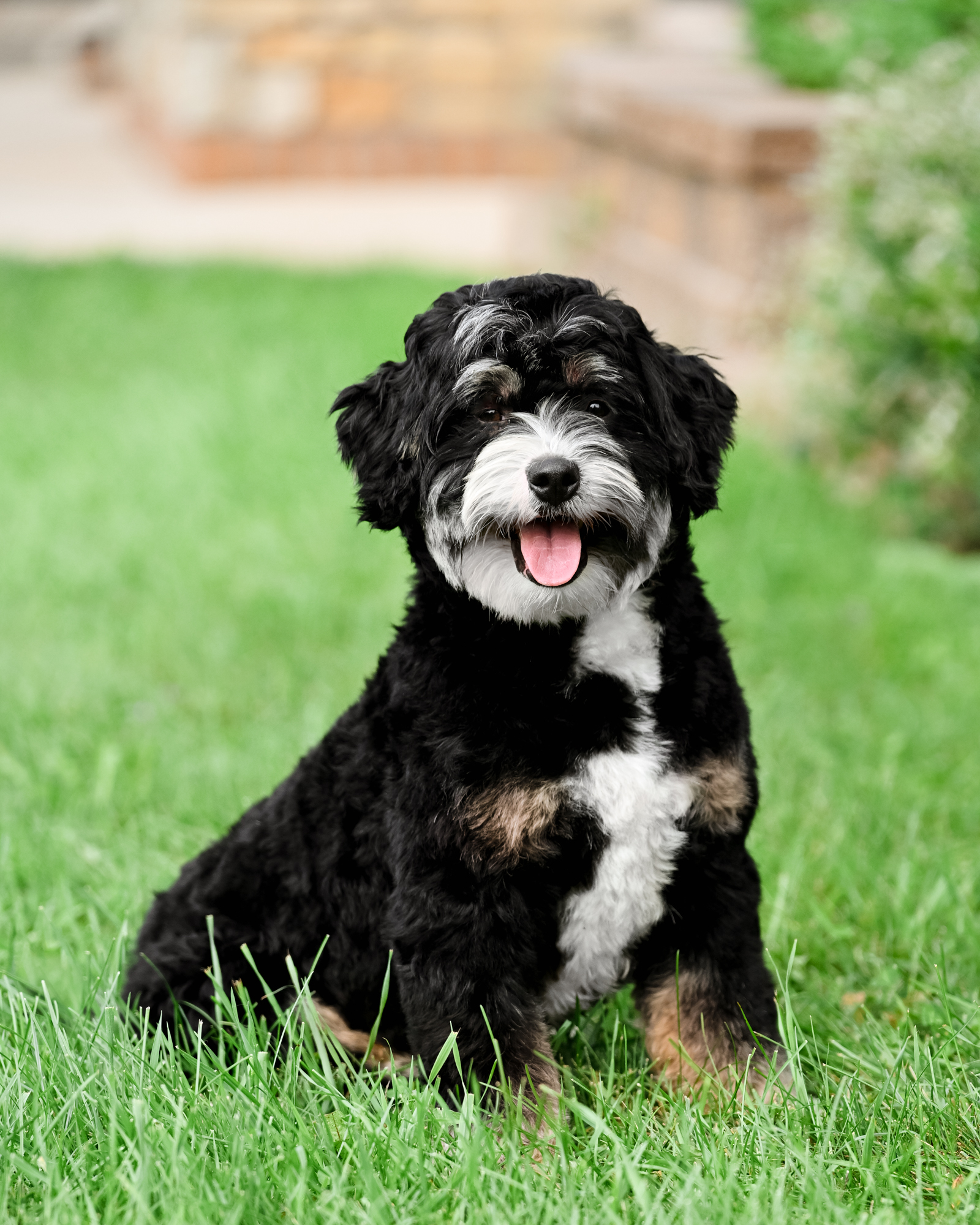 Walker, dad of the Tiny Troublemakers Litter at Down Home Doodle