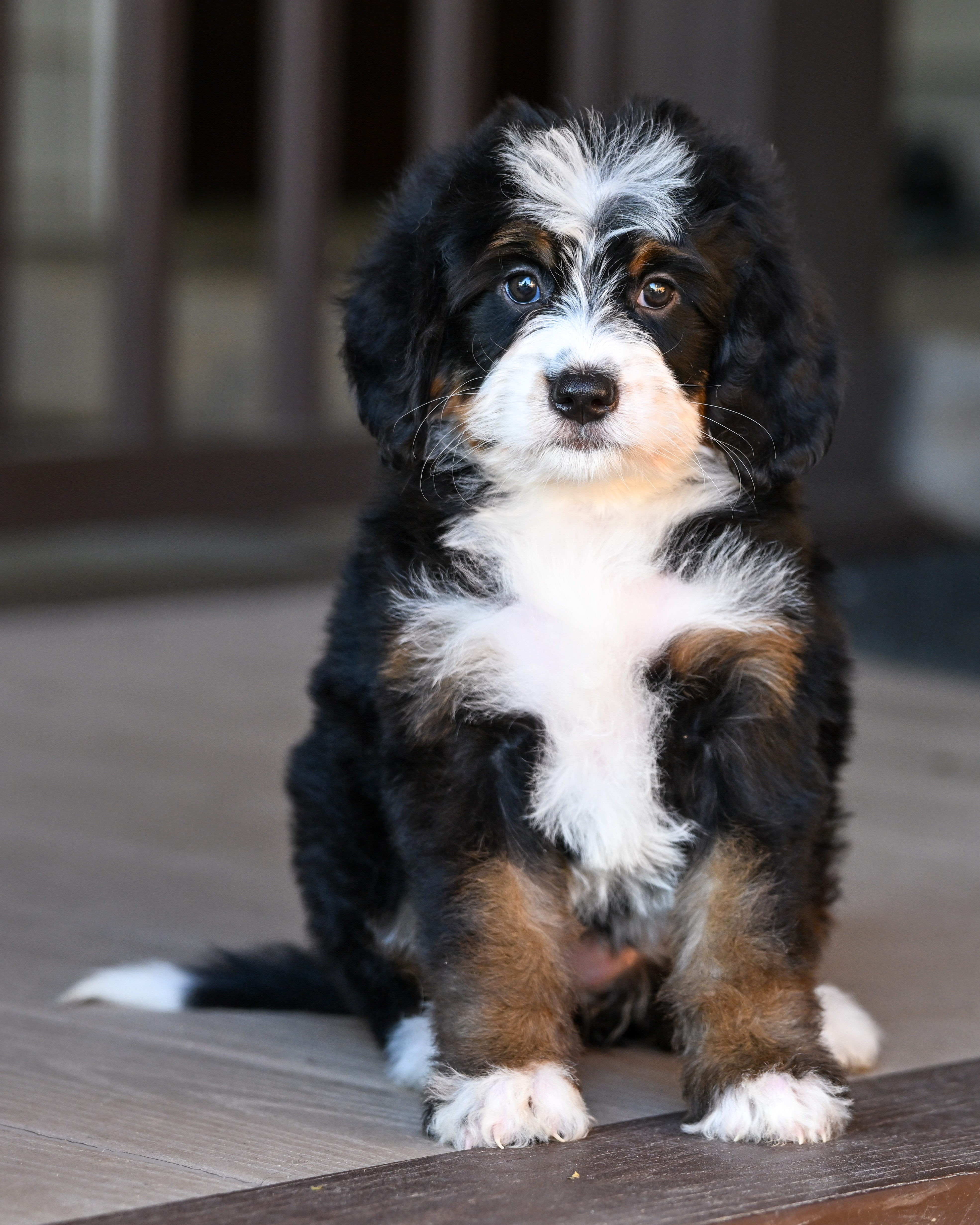 Melania, Tri Colored, girl, Mini Bernedoodle, puppy at Down Home Doodle